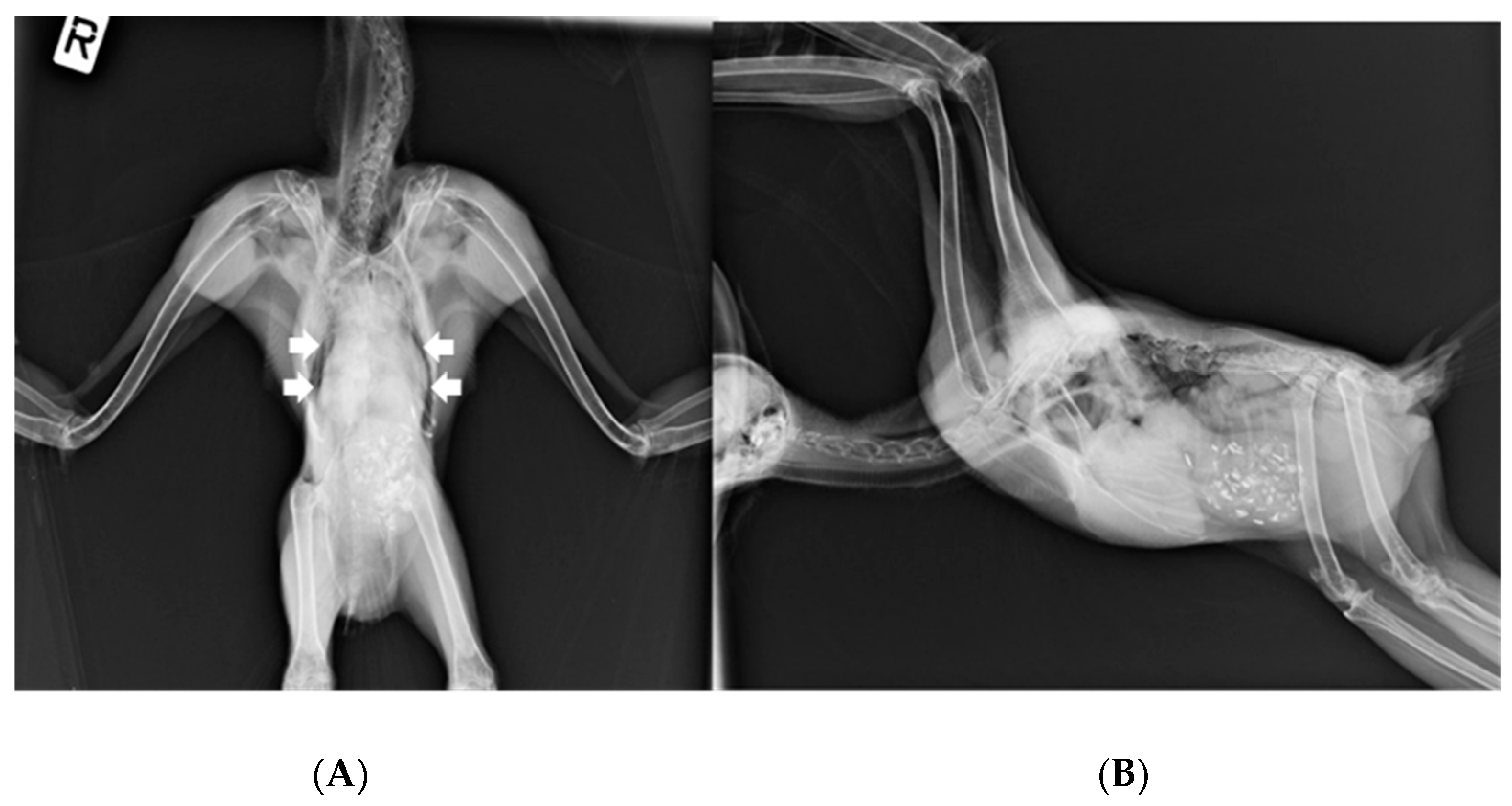 Animals 14 01200 g002