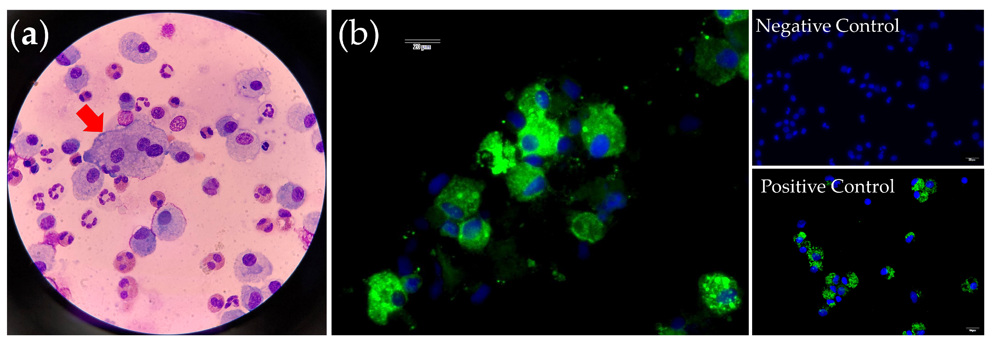 Animals 14 01219 g001