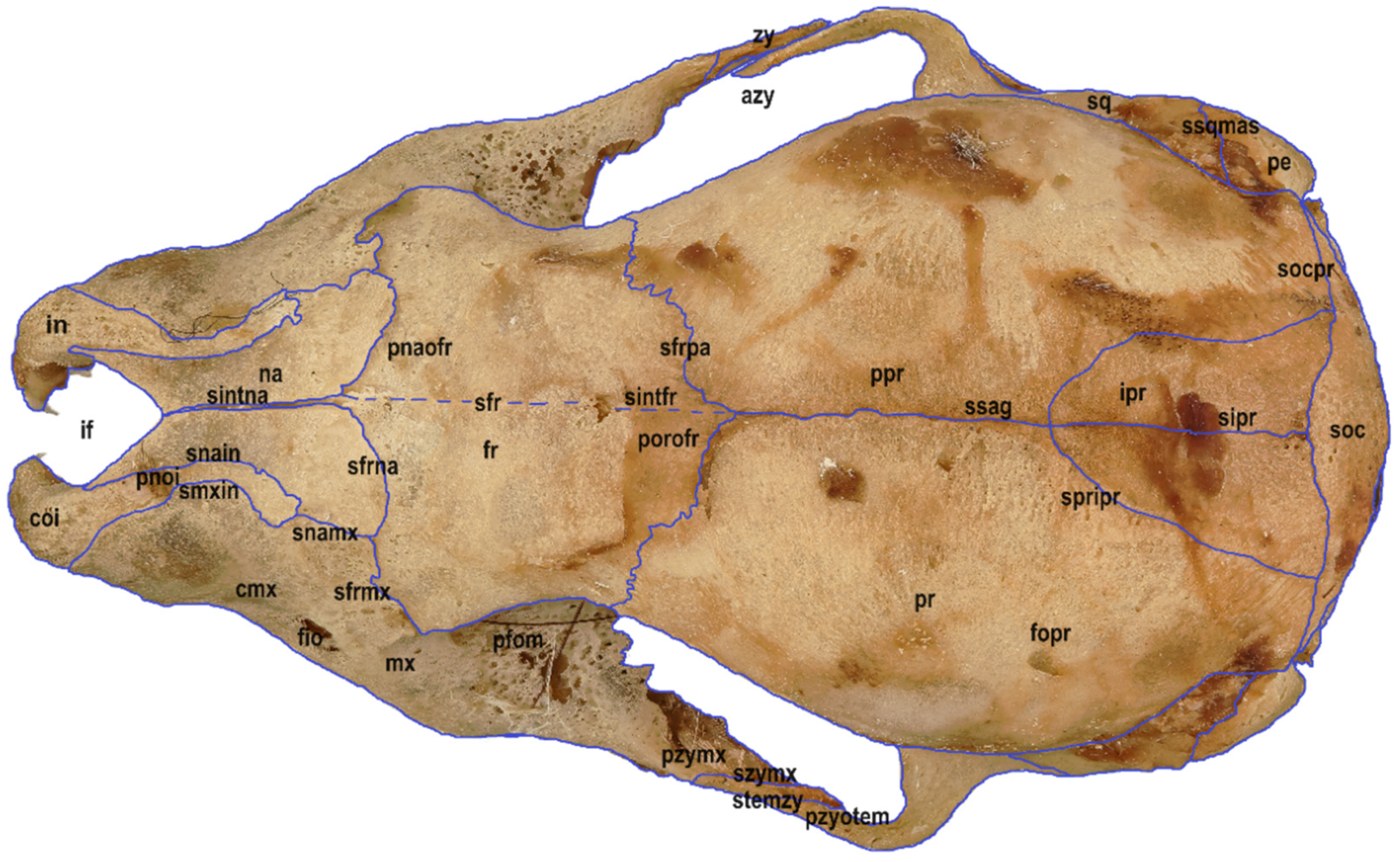 Animals 14 01225 g001