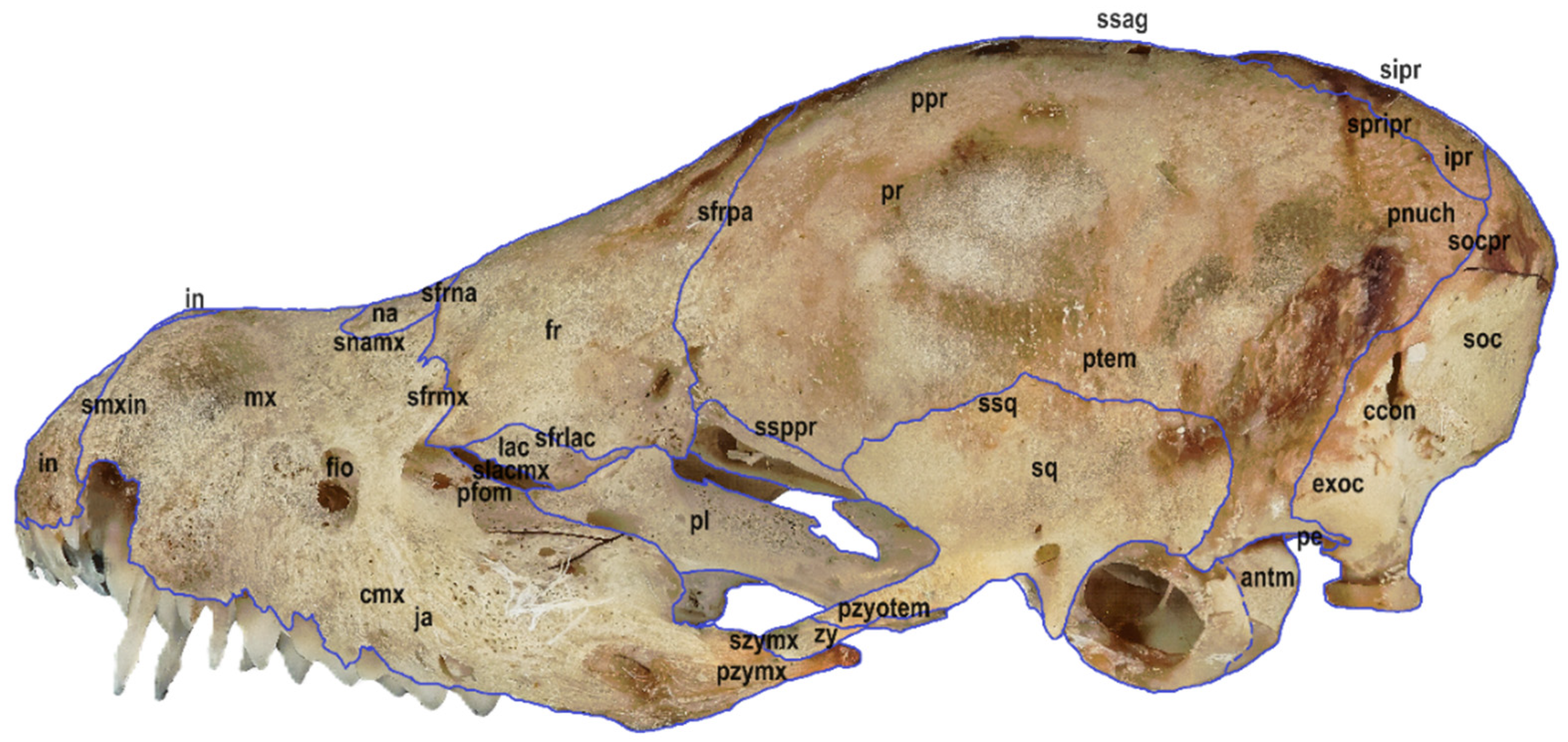 Animals 14 01225 g003