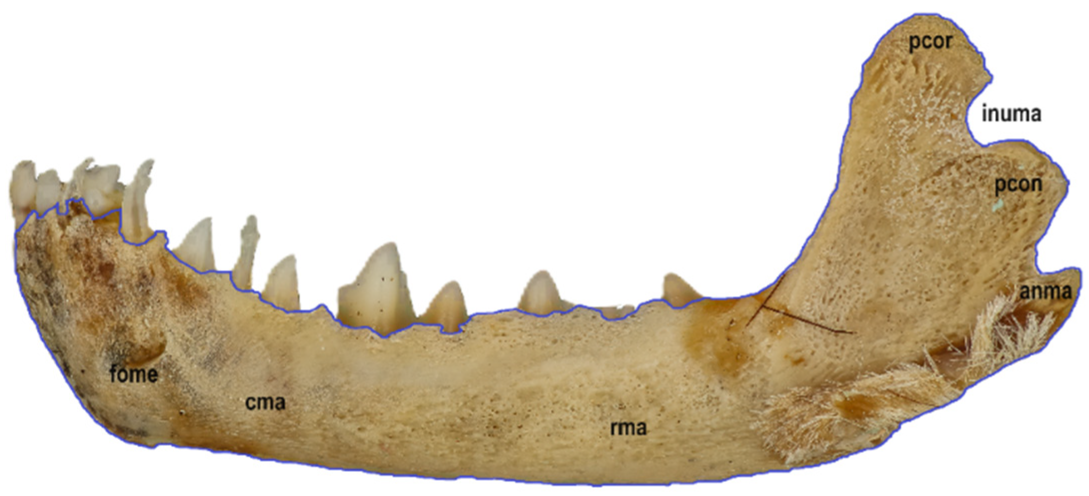 Animals 14 01225 g006