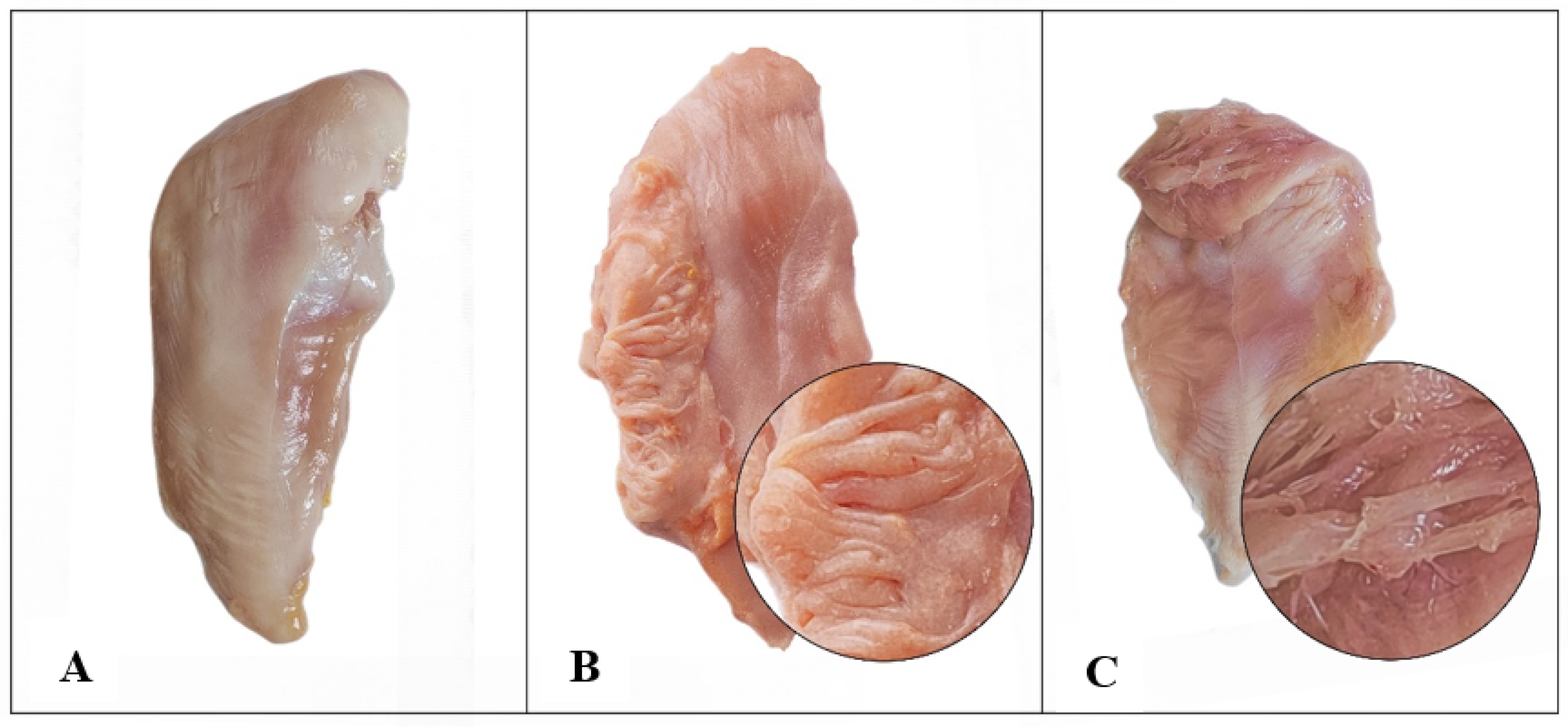 Animals 14 01236 g001