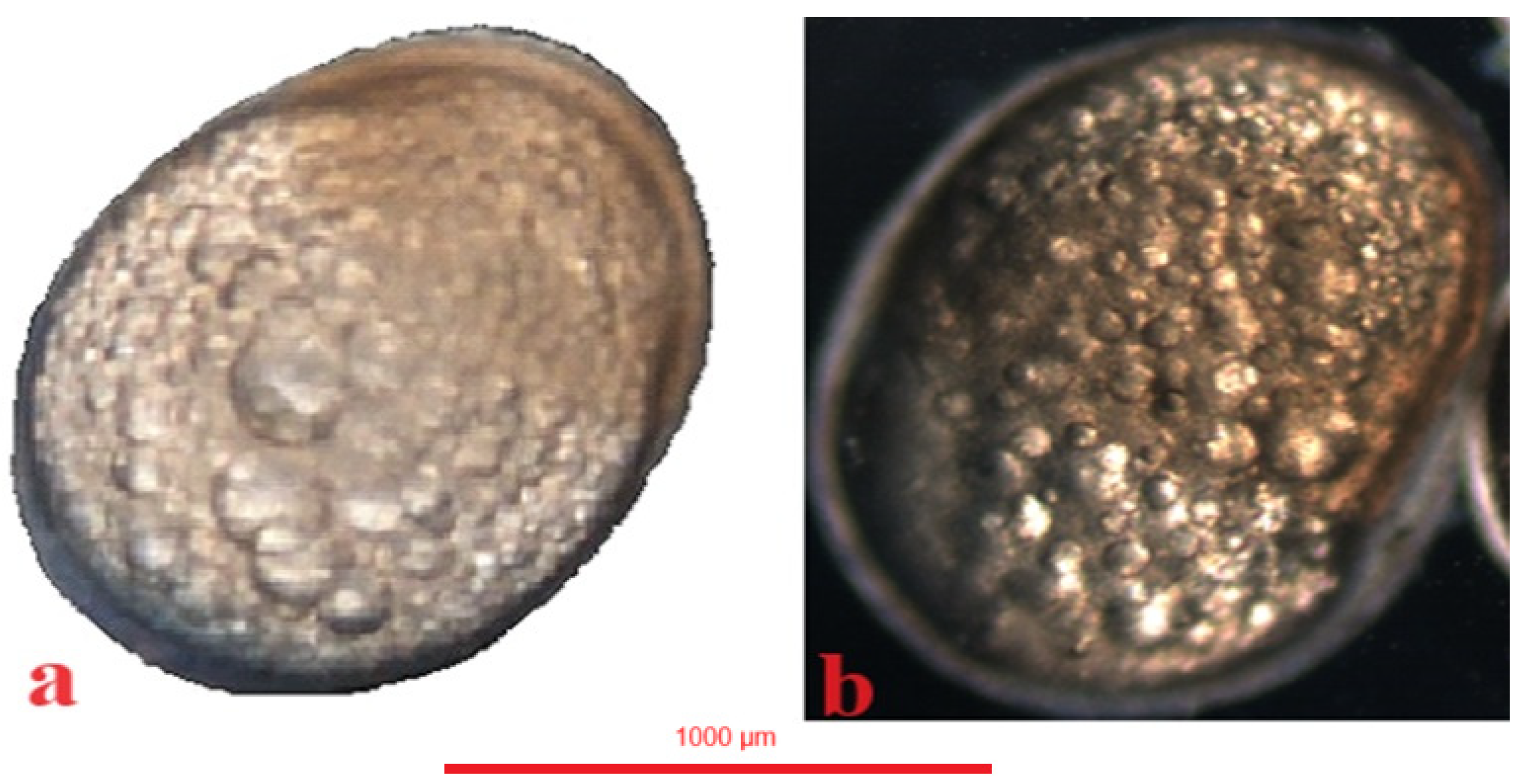 Animals 14 01238 g010 Animals 14 01238 g010