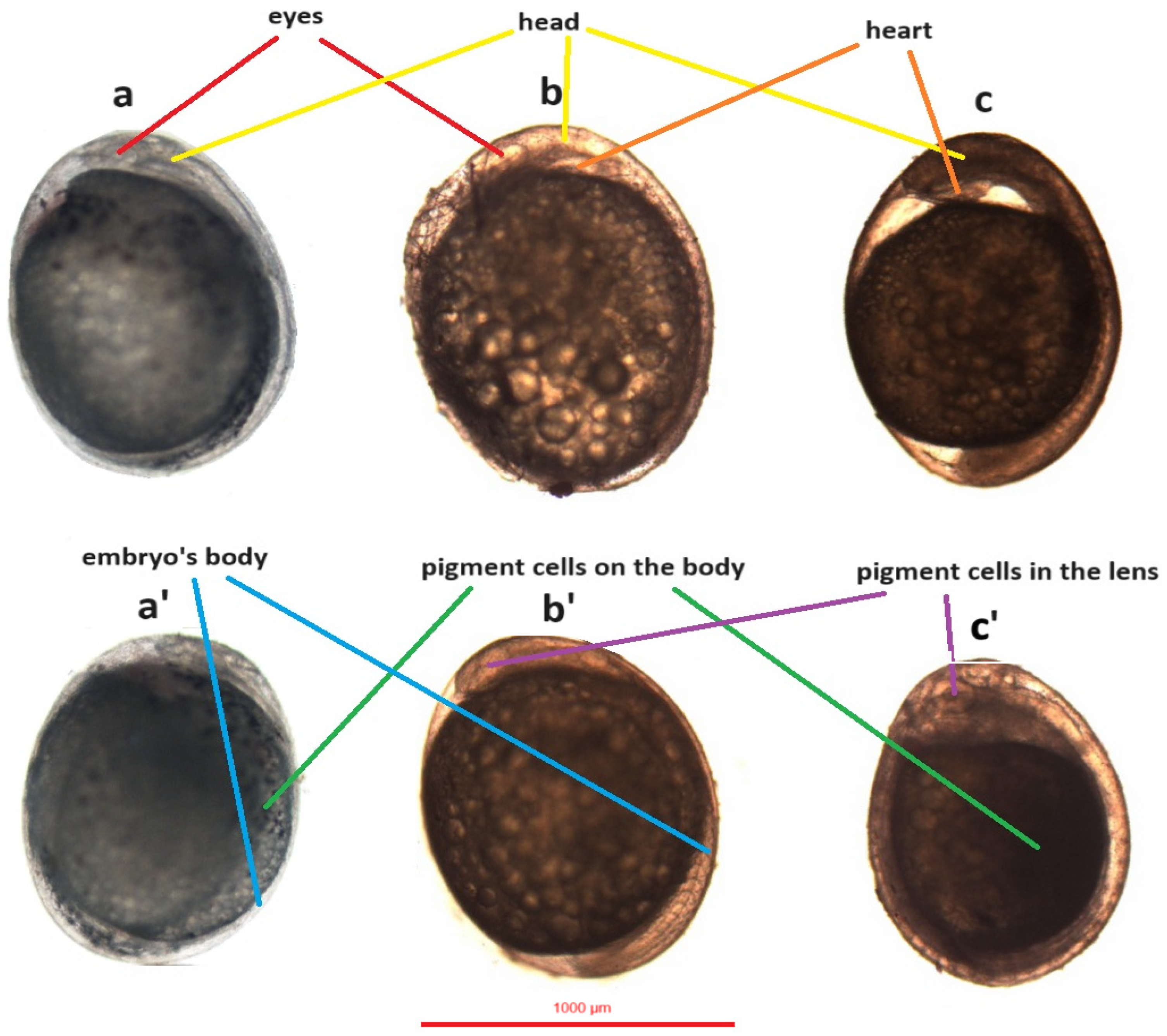 Animals 14 01238 g012 Animals 14 01238 g012