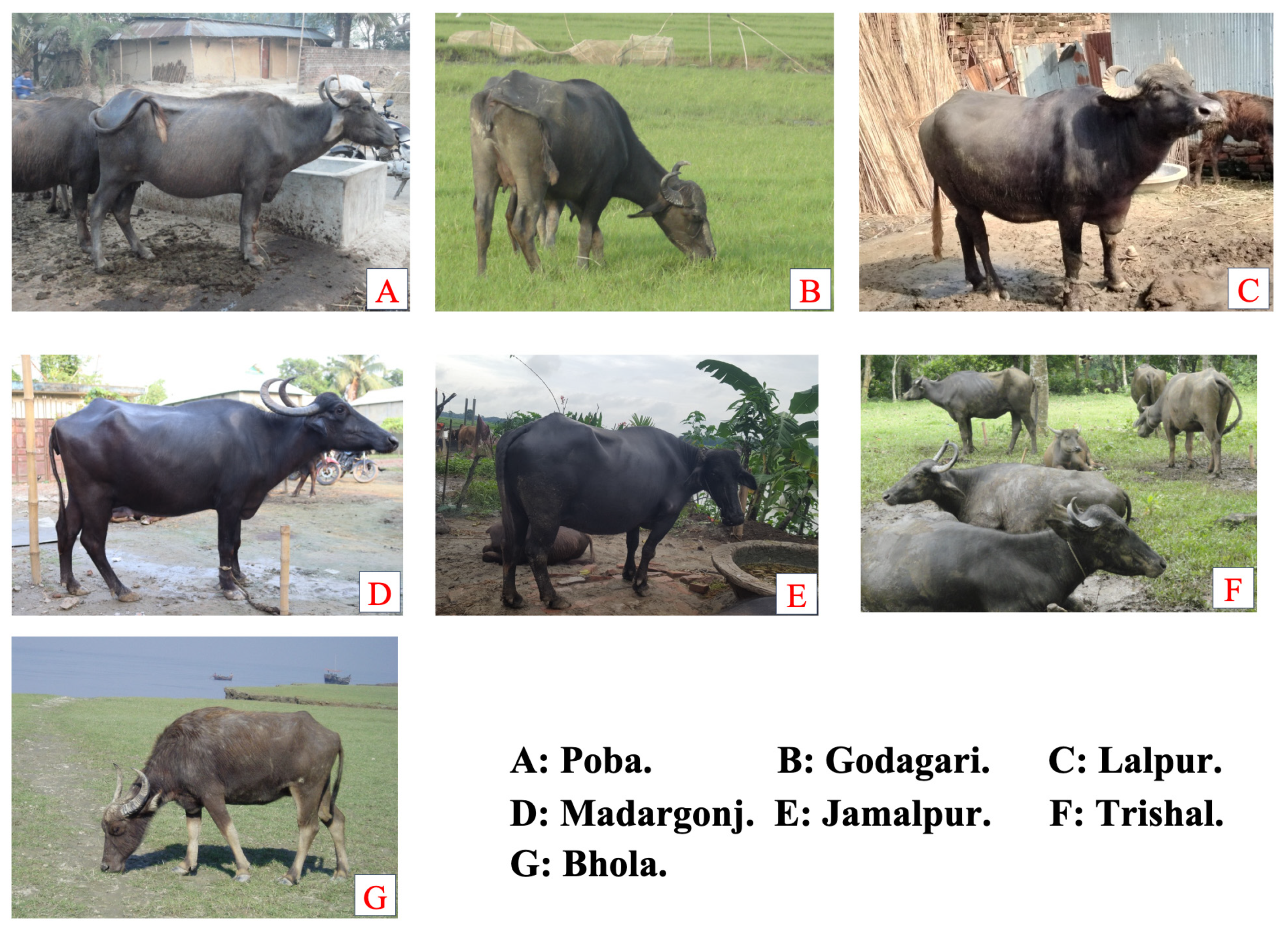 Animals 14 01248 g002