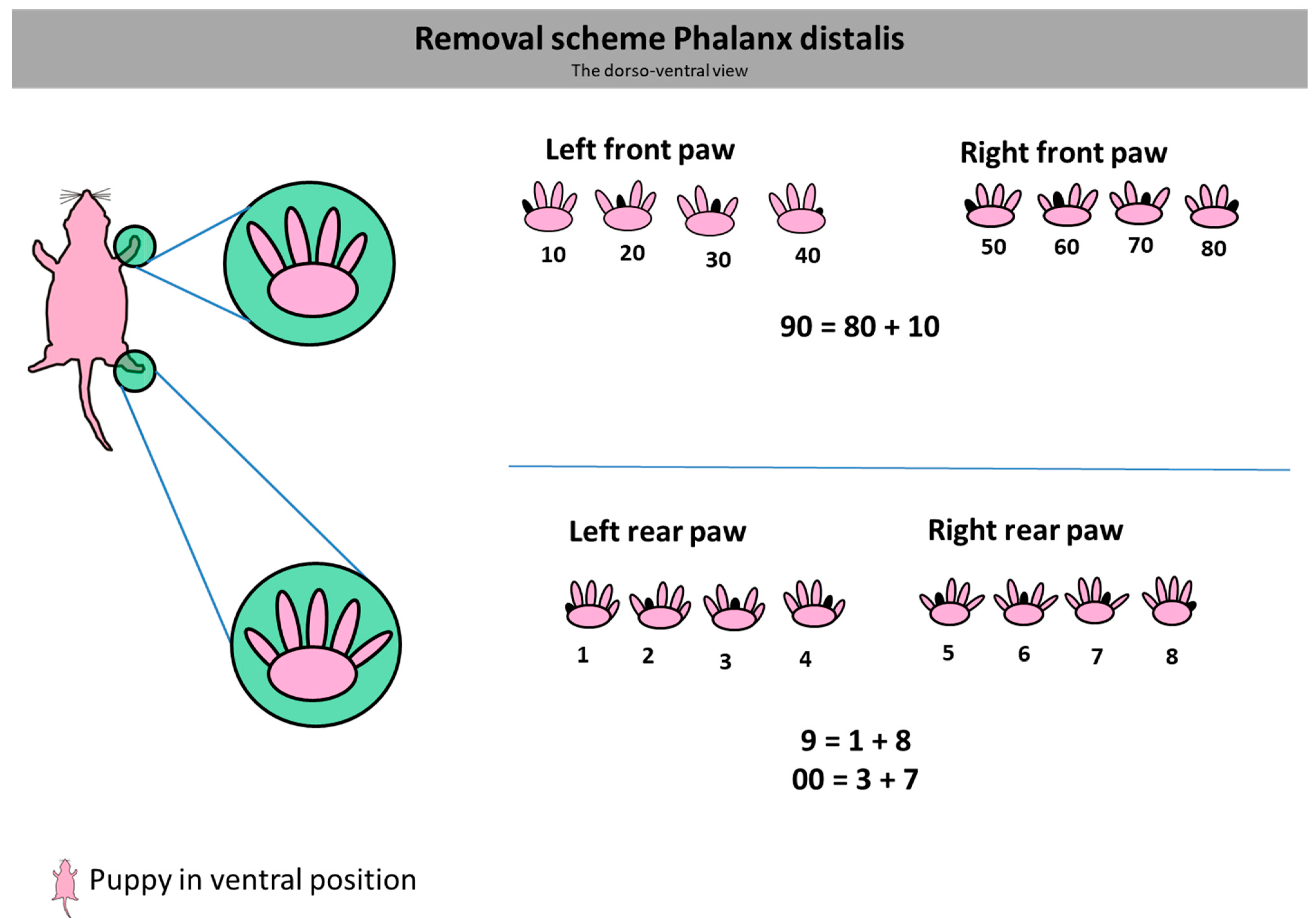 Animals 14 01253 g002 Animals 14 01253 g002