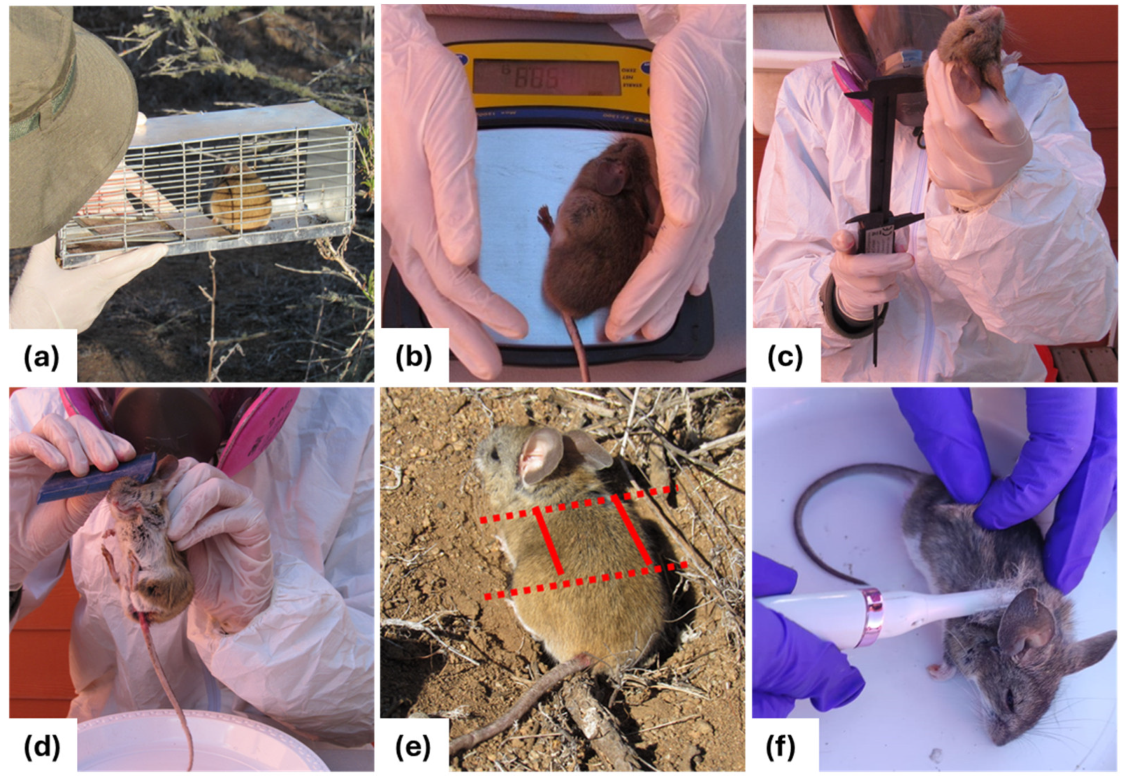 Animals 14 01260 g002