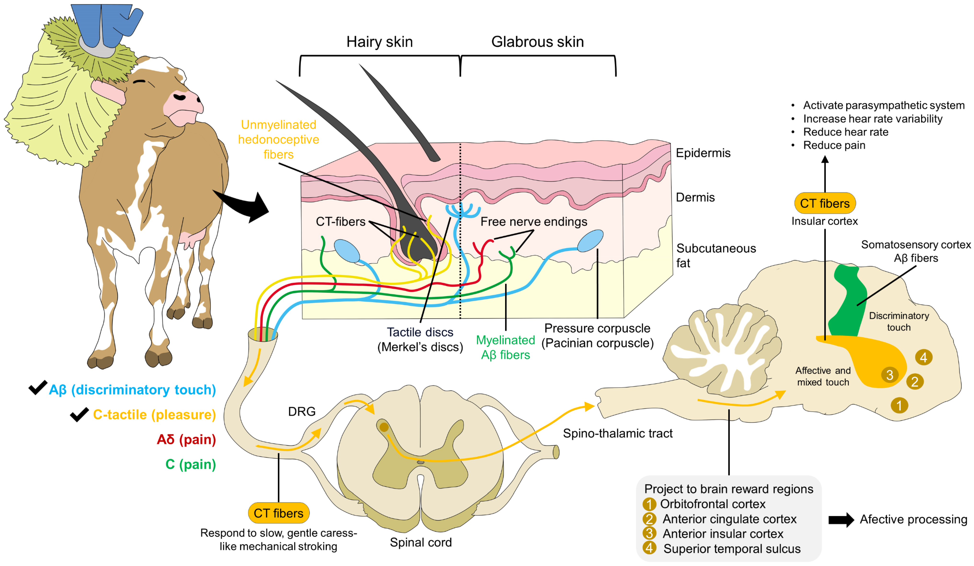 Animals 14 01265 g001