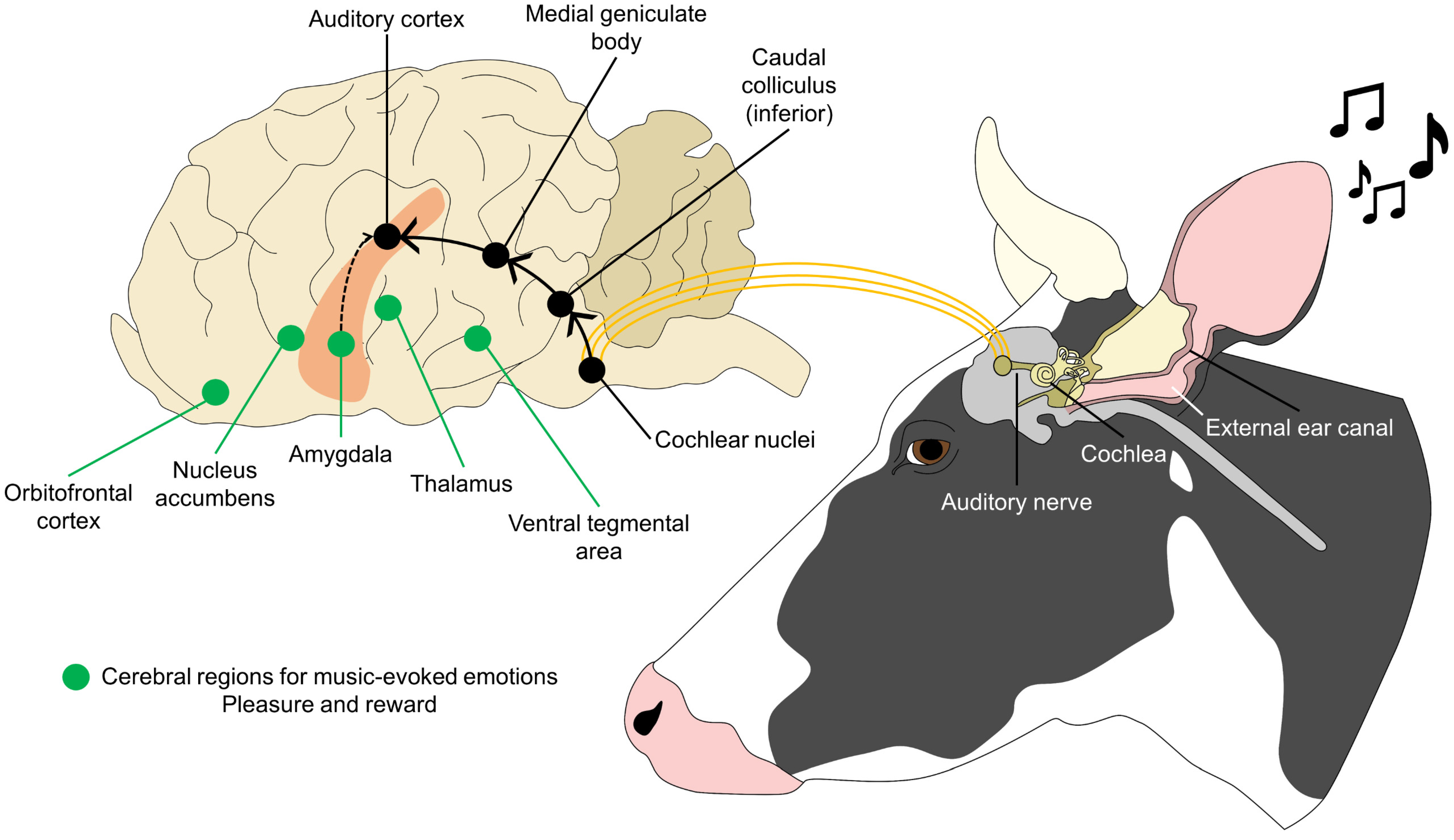 Animals 14 01265 g002