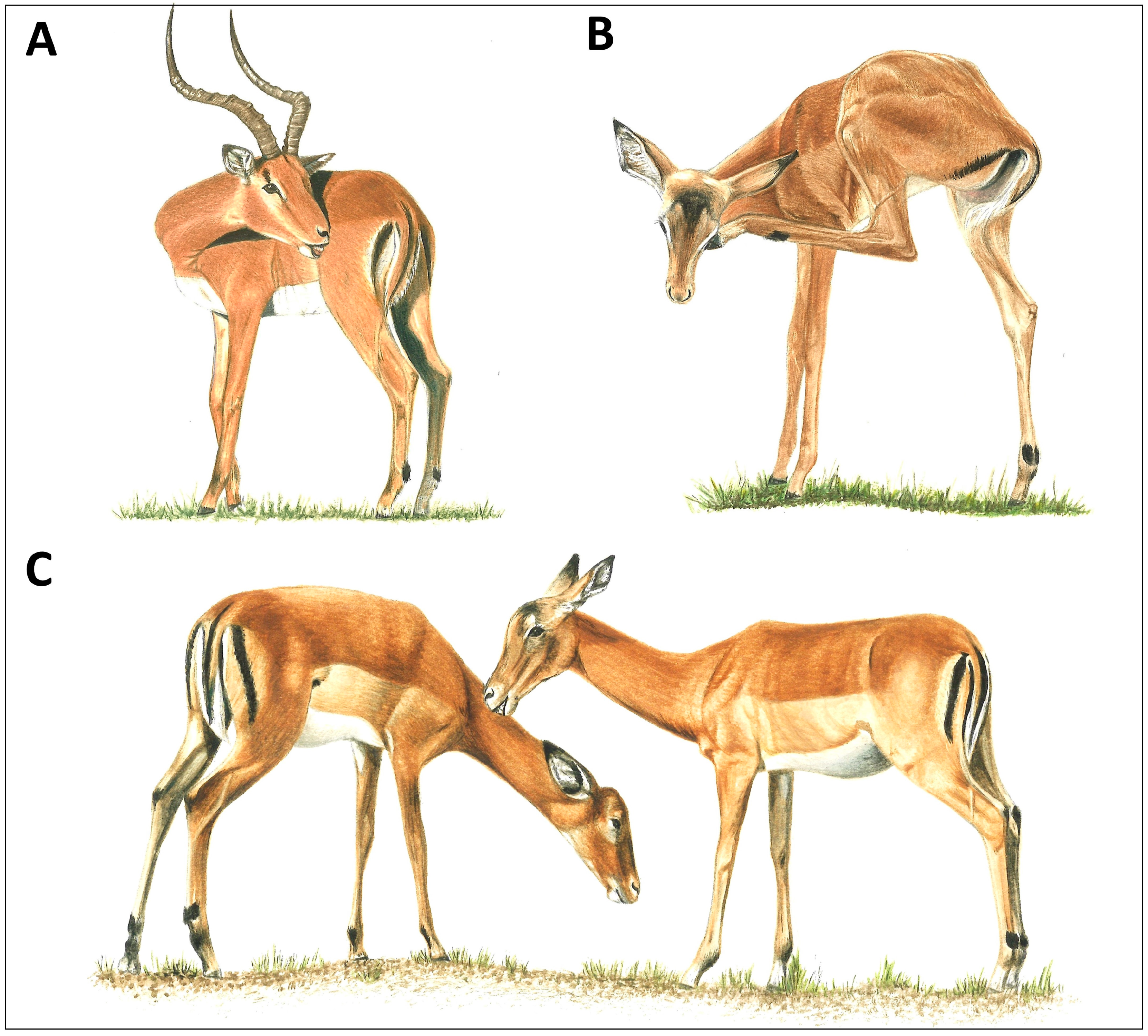 Animals 14 01266 g001