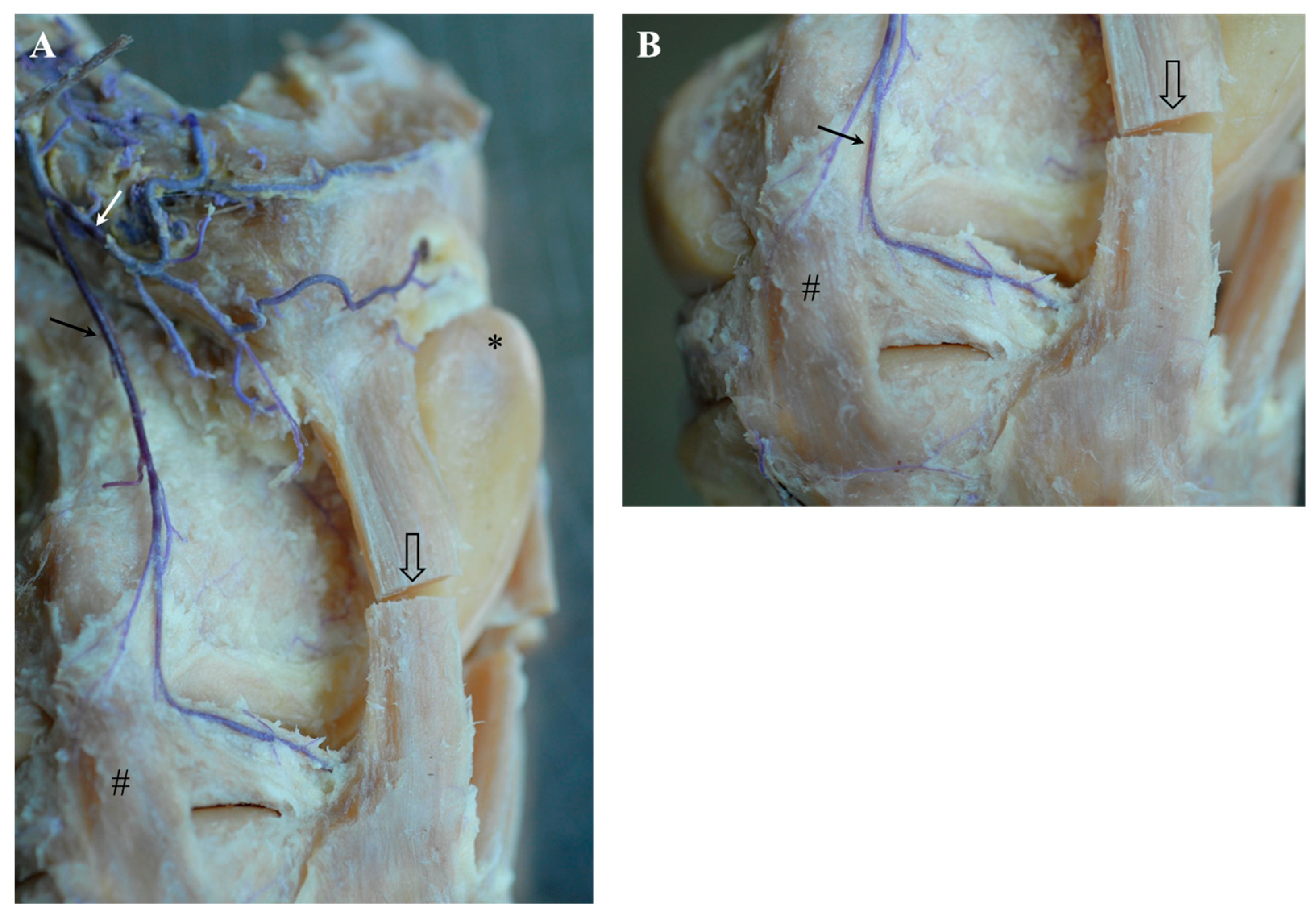 Animals 14 01279 g001