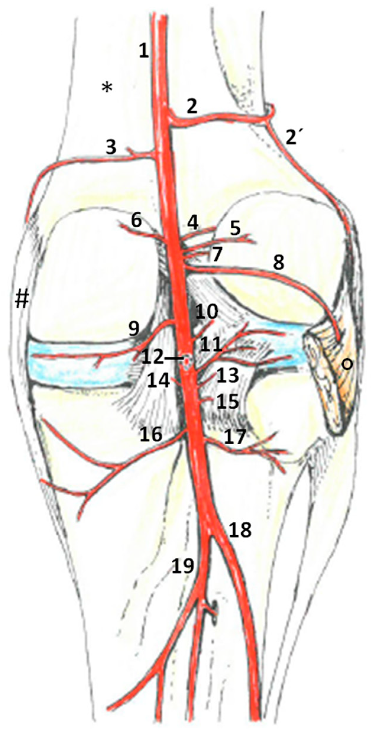 Animals 14 01279 g002