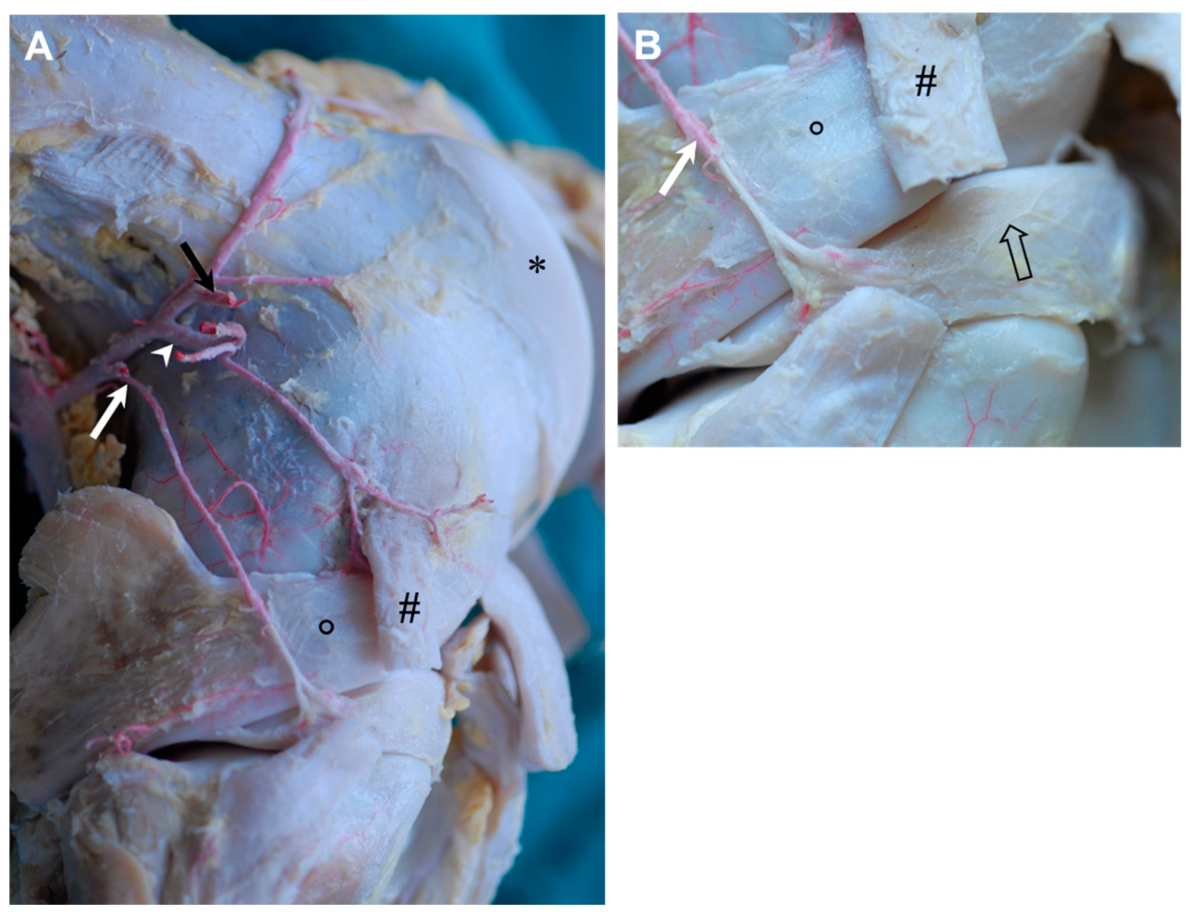 Animals 14 01279 g003