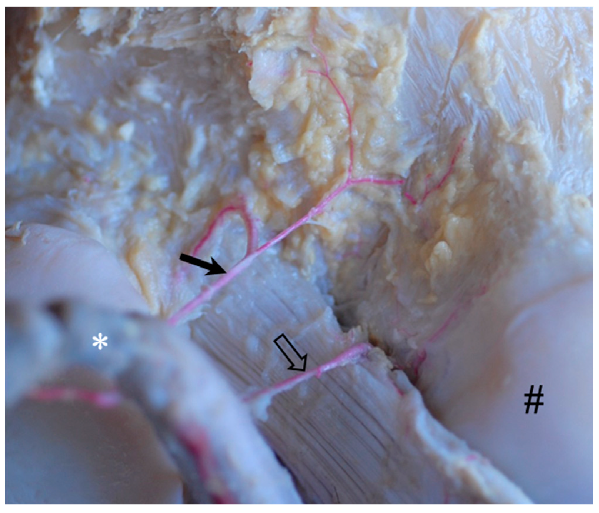 Animals 14 01279 g004