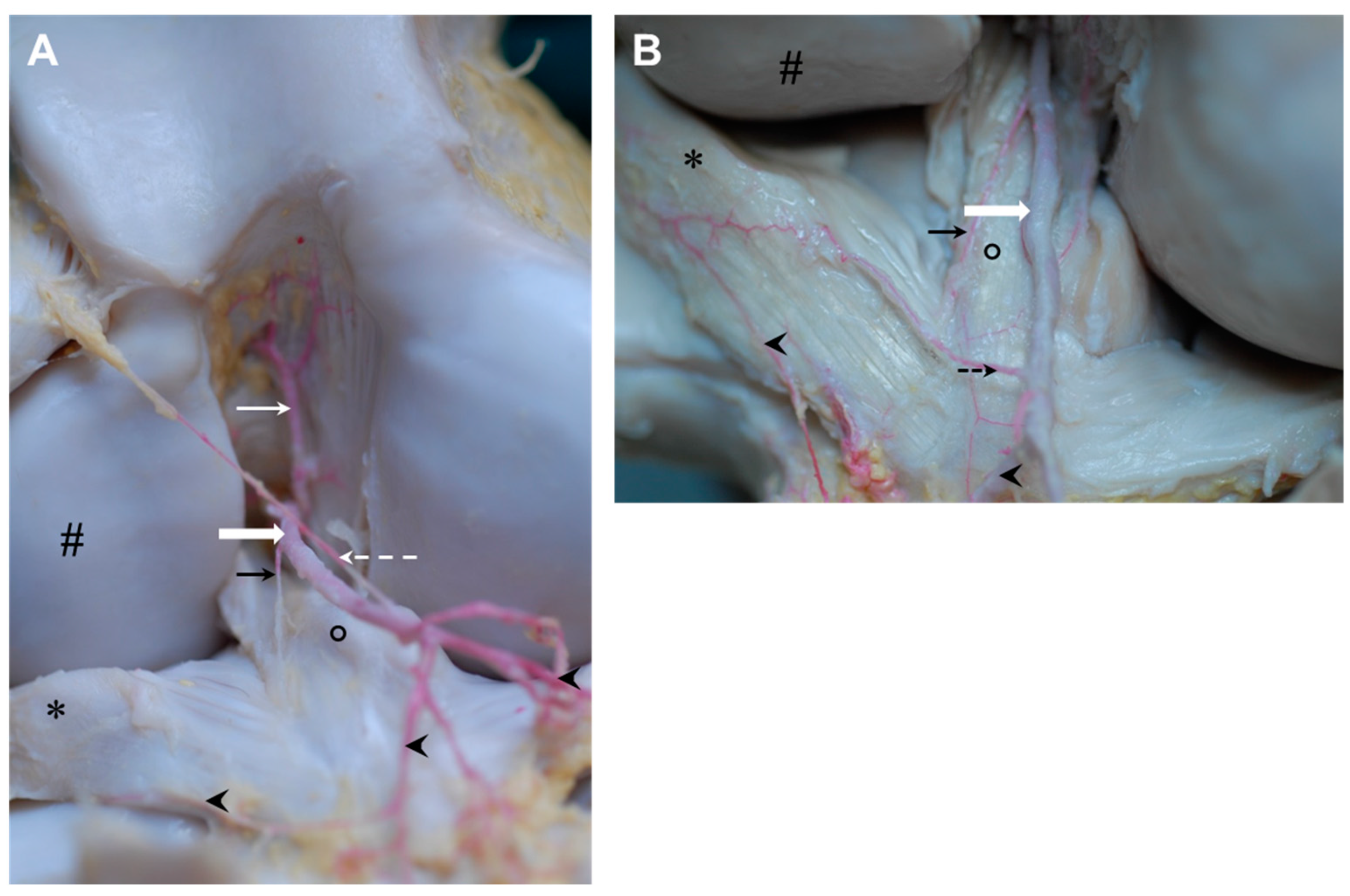 Animals 14 01279 g007
