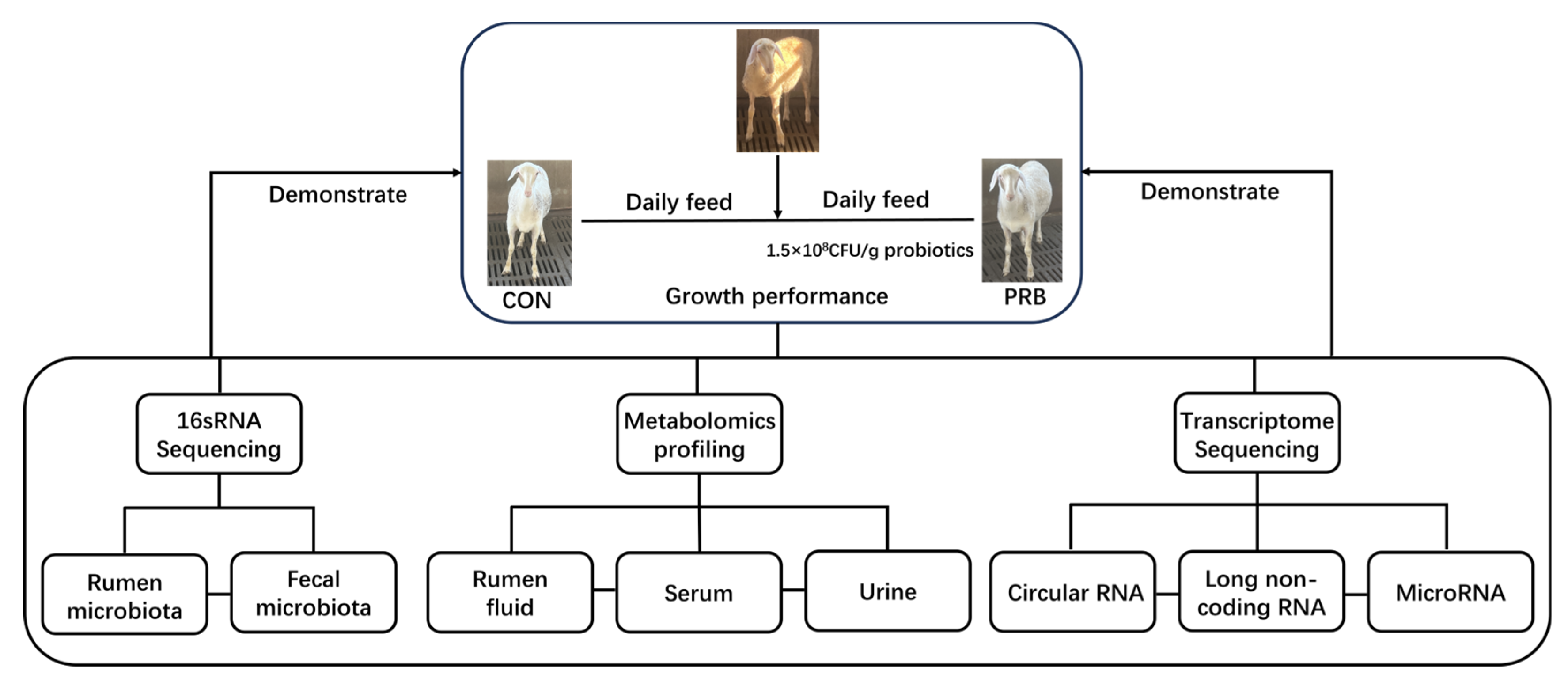Animals 14 01285 g001