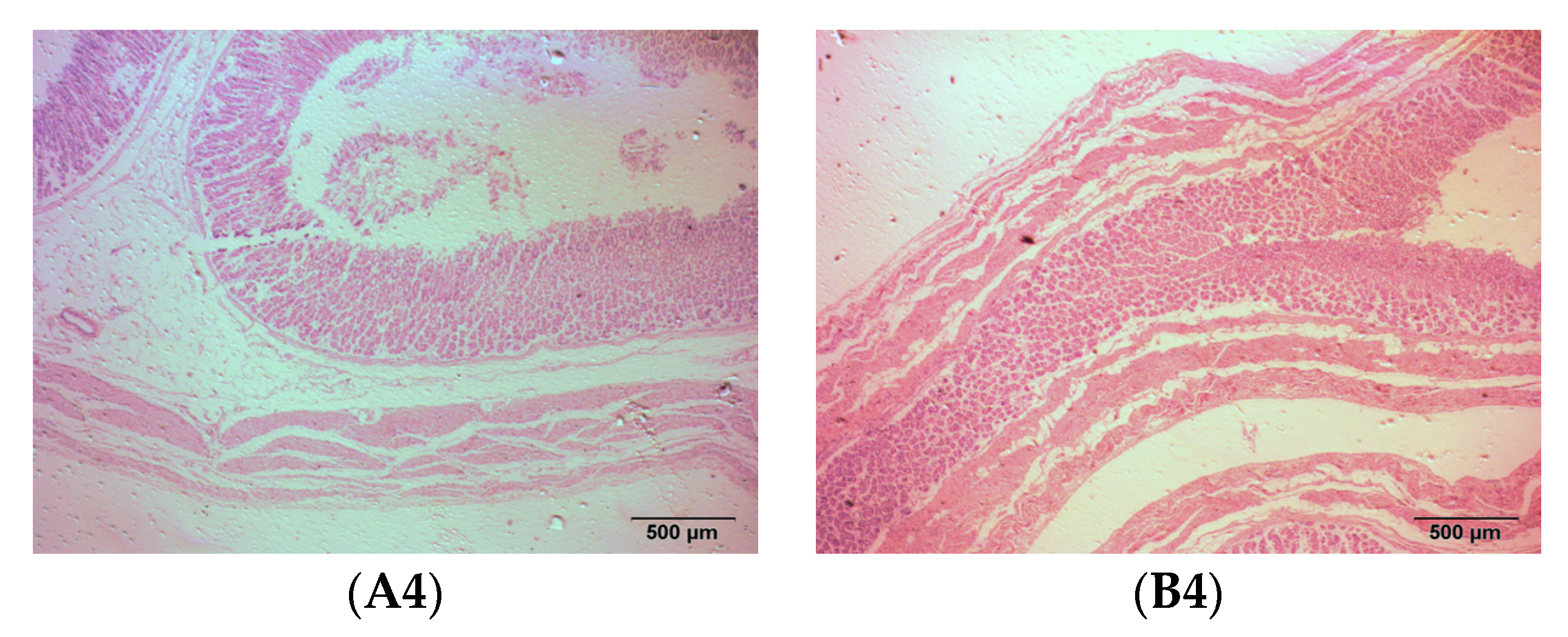 Animals 14 01285 g002b