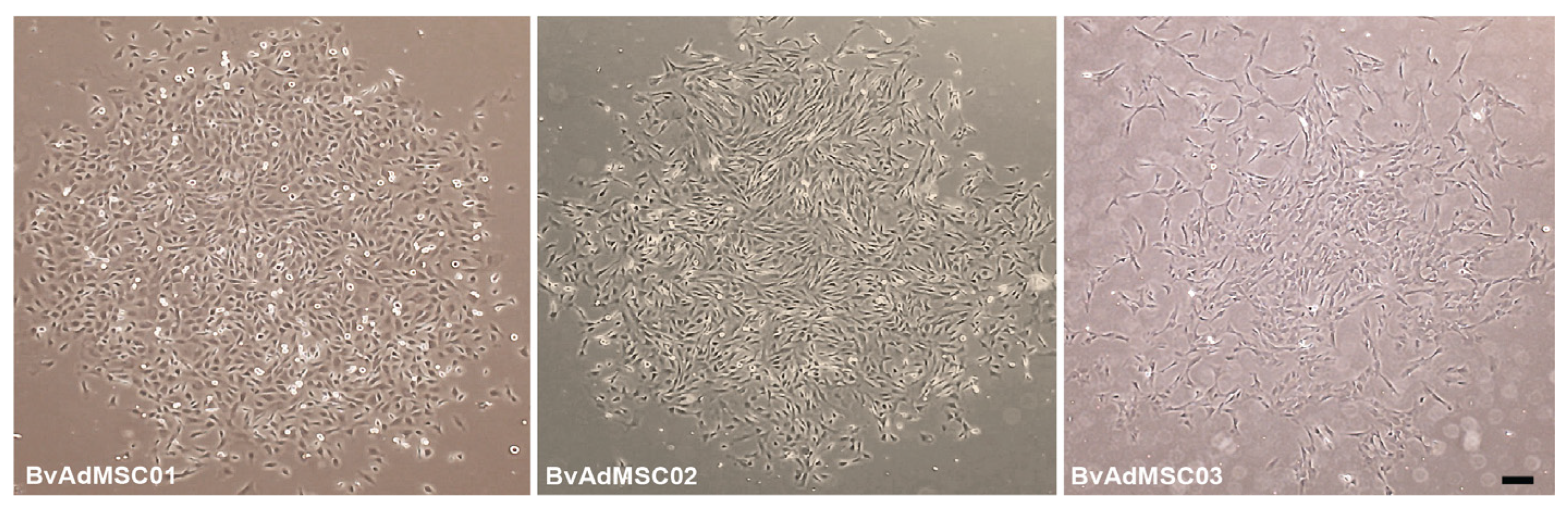 Animals 14 01292 g002 Animals 14 01292 g002