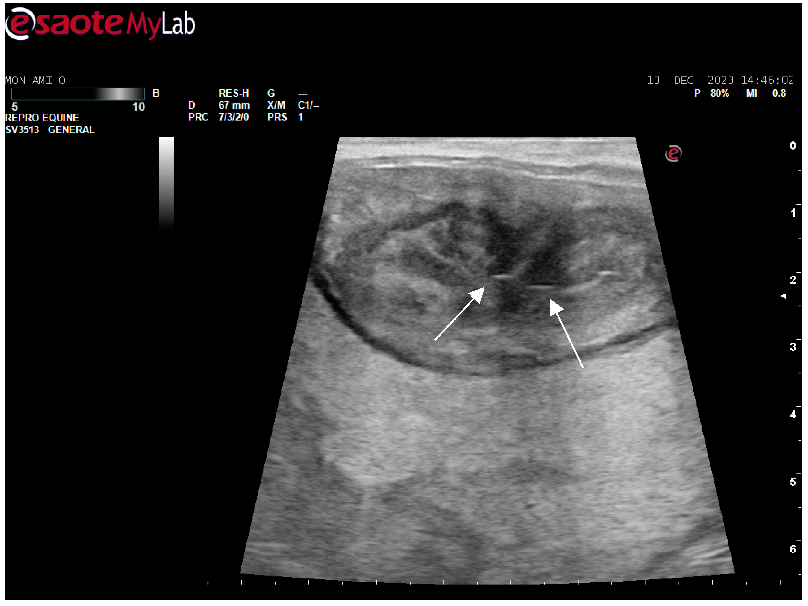 Animals 14 01307 g002