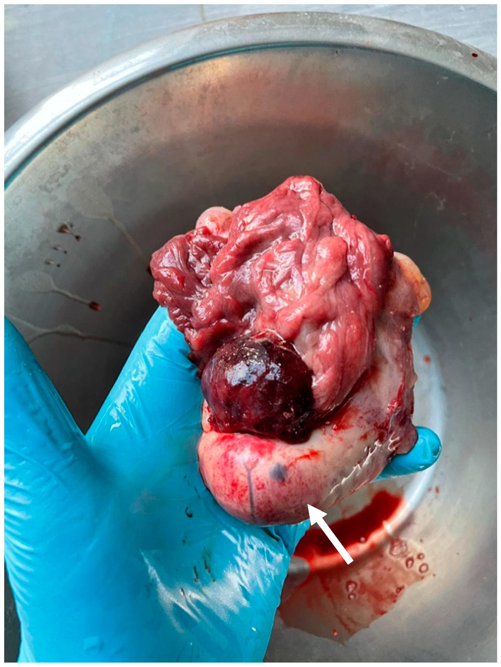 Animals 14 01307 g005