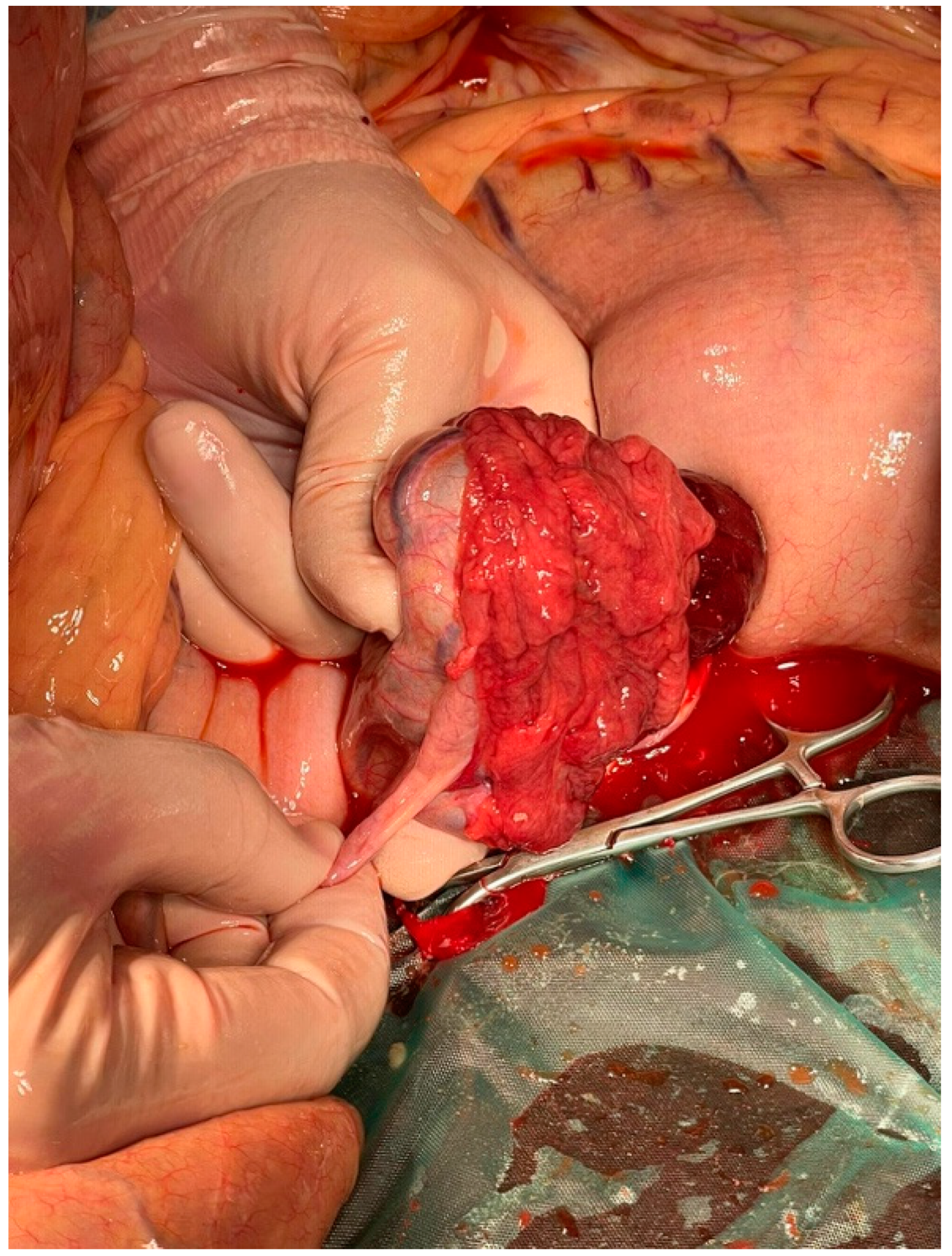 Animals 14 01307 g006