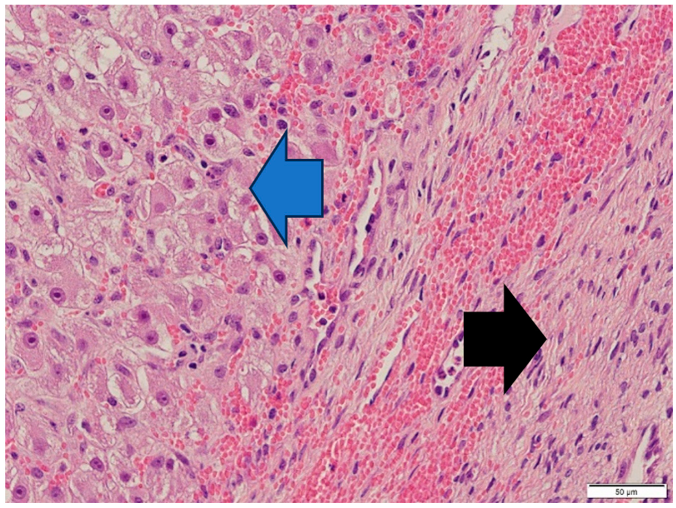 Animals 14 01307 g008