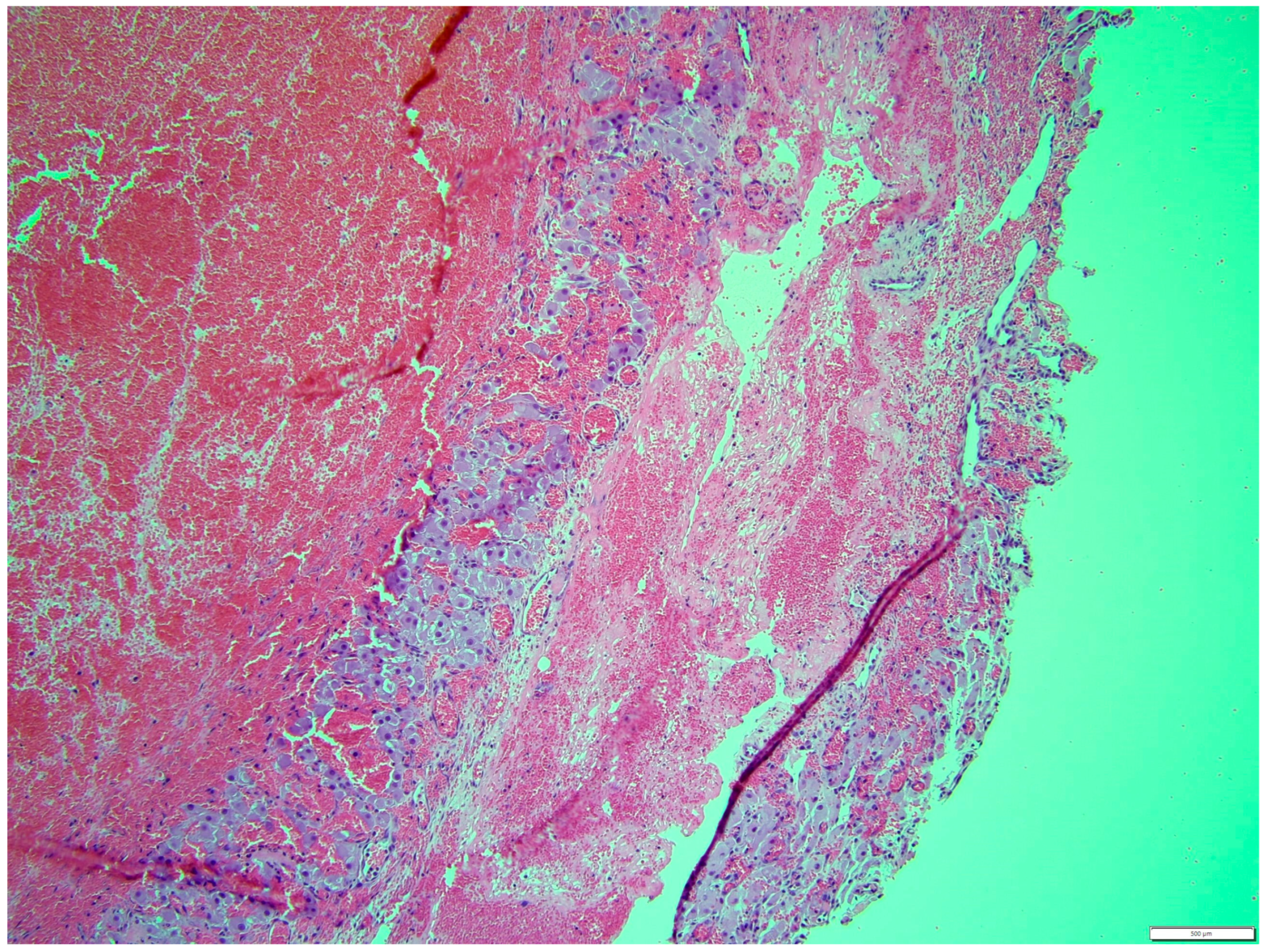 Animals 14 01307 g010