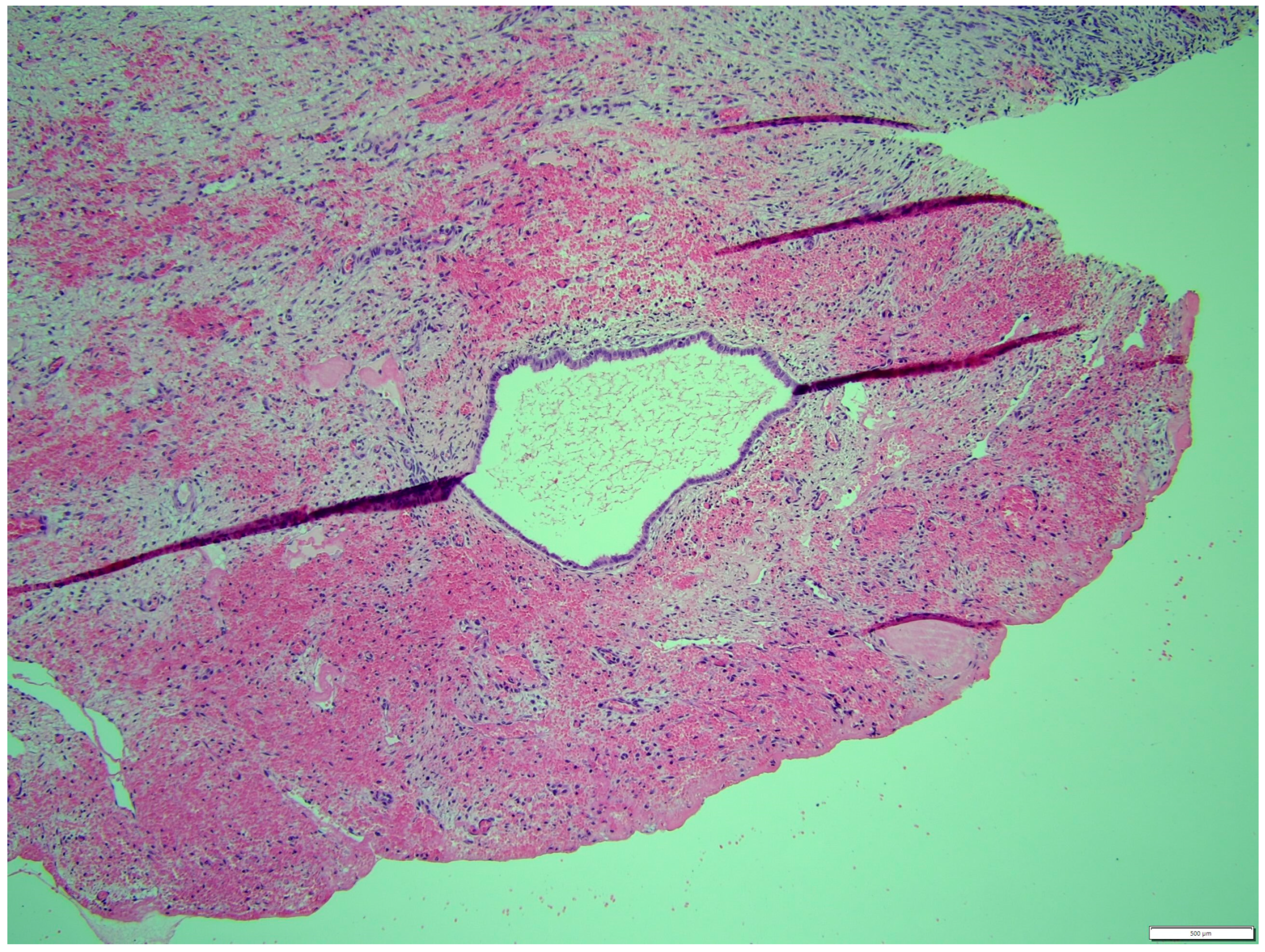 Animals 14 01307 g011