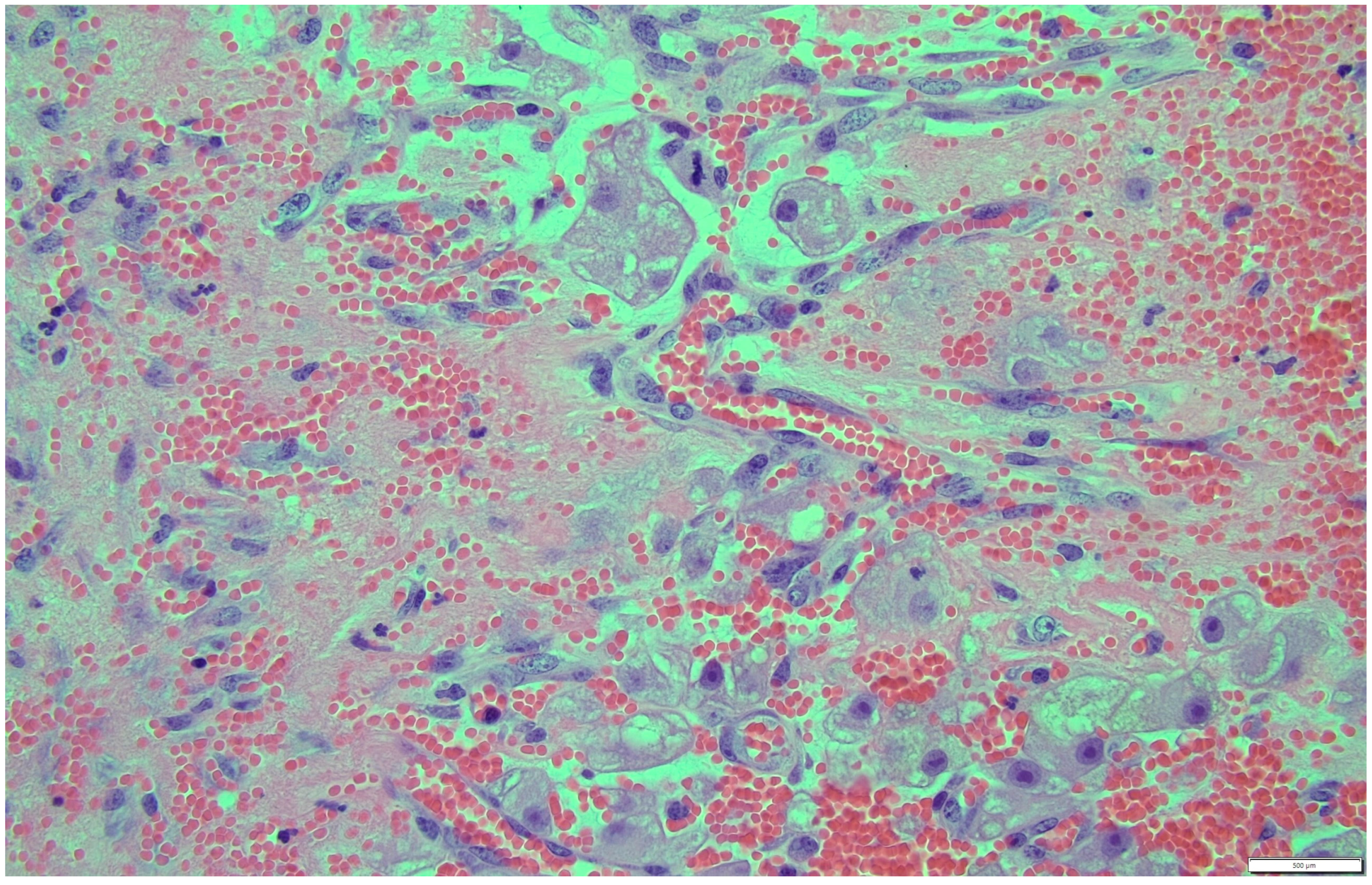 Animals 14 01307 g013