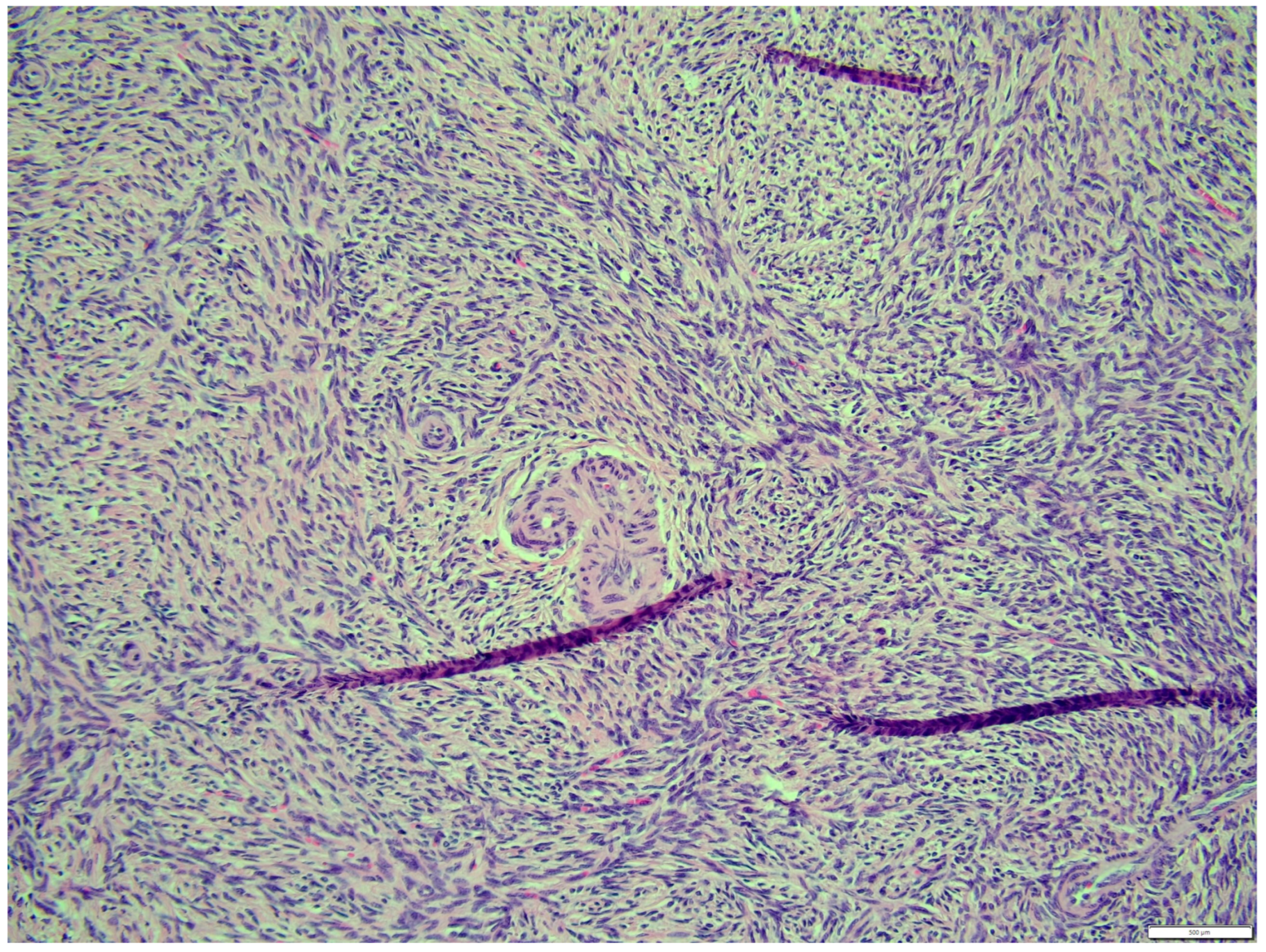 Animals 14 01307 g016