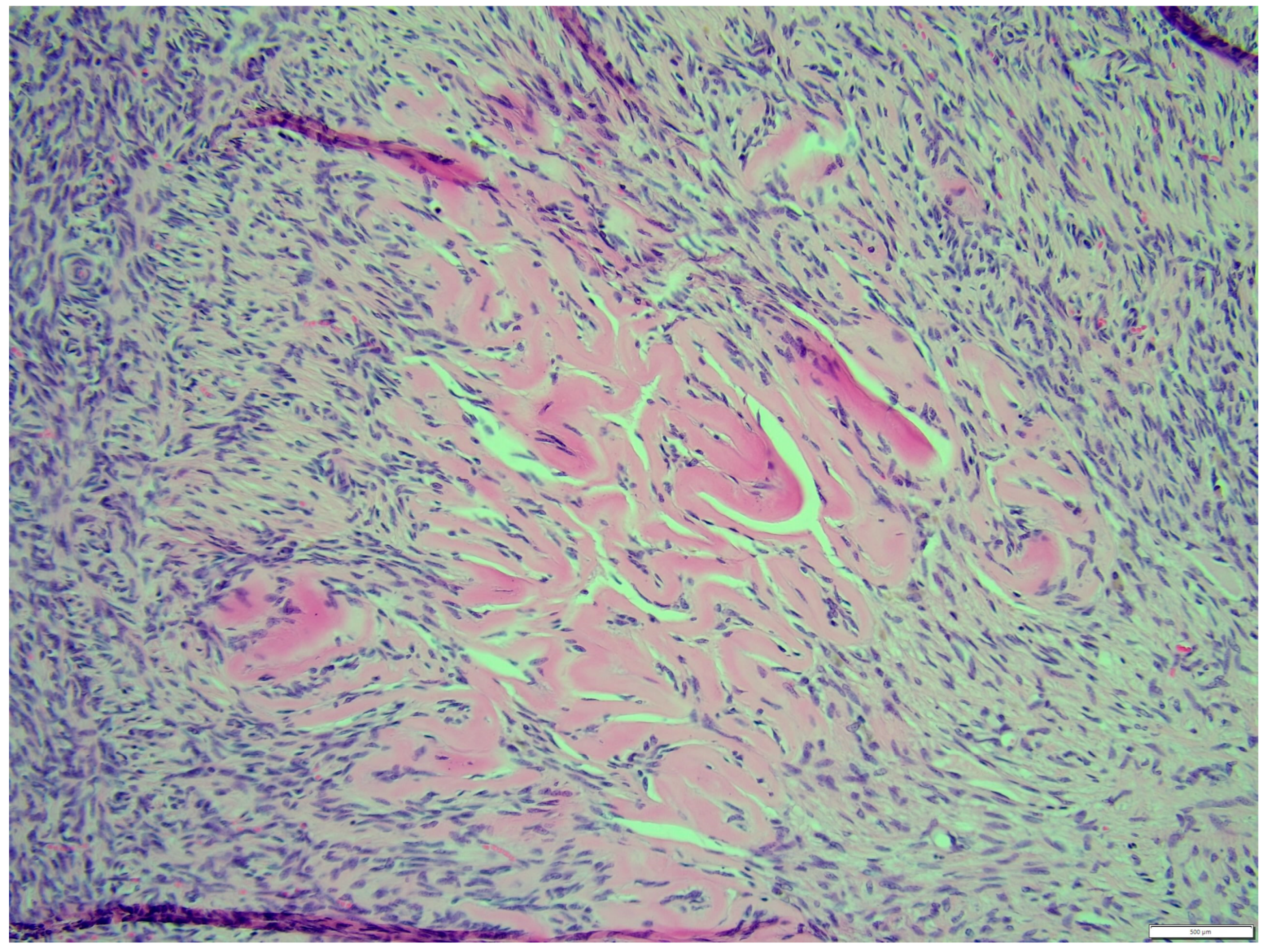 Animals 14 01307 g017