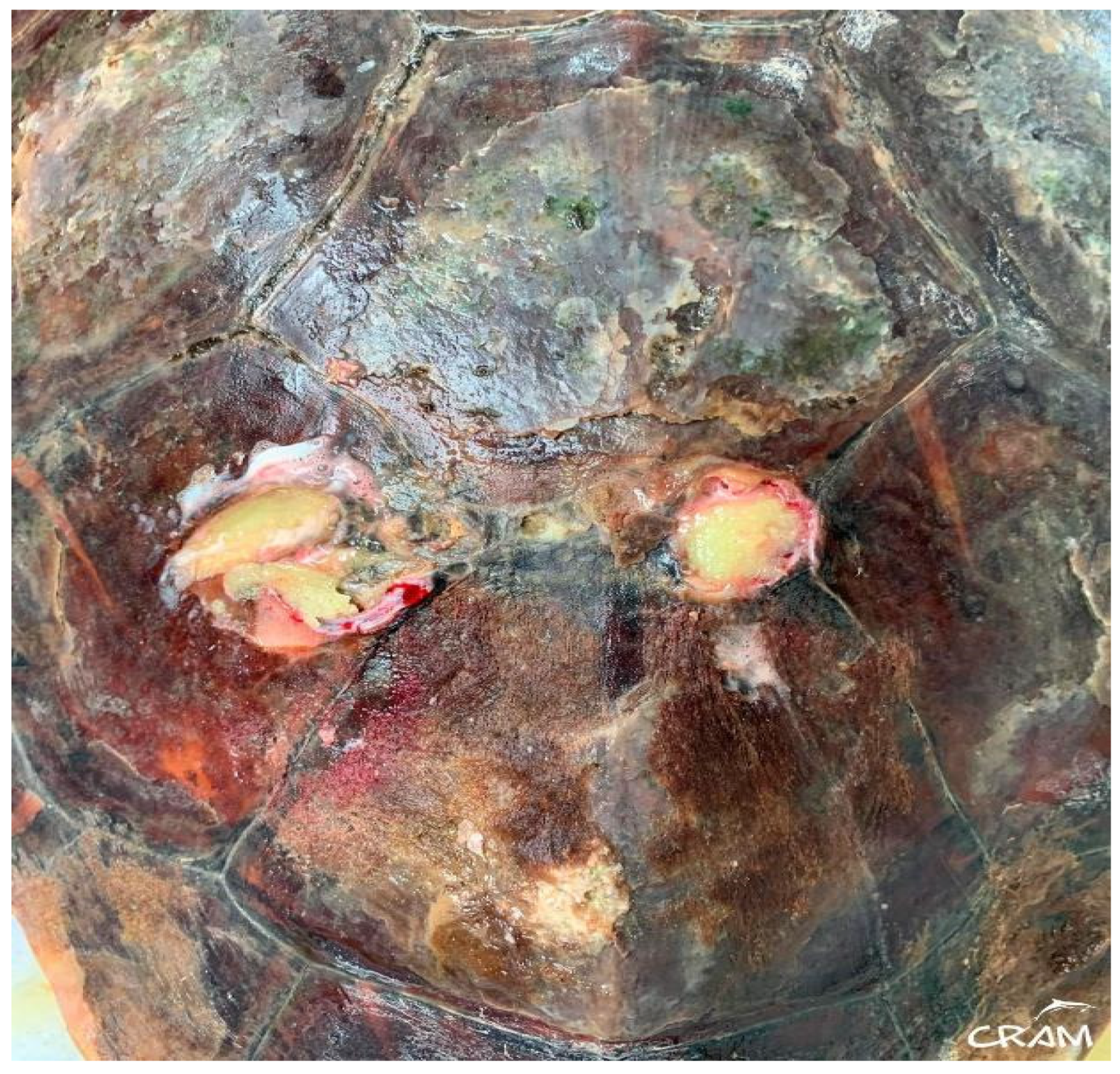 Animals 14 01317 g002