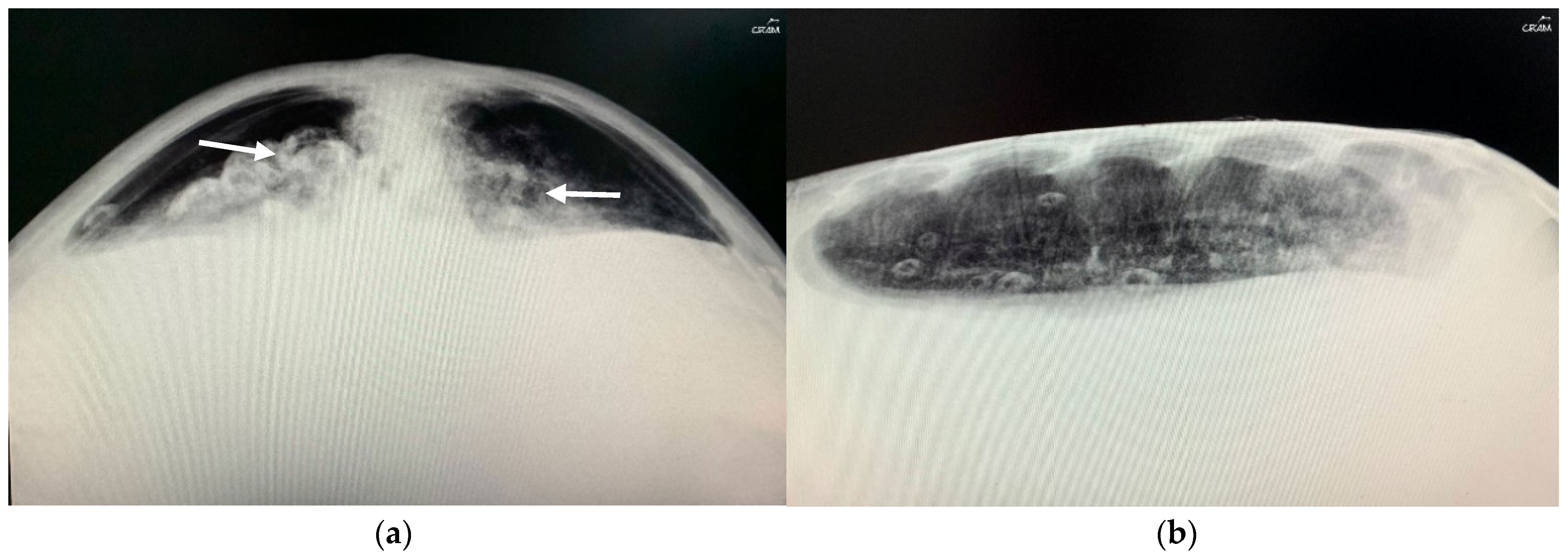 Animals 14 01317 g003