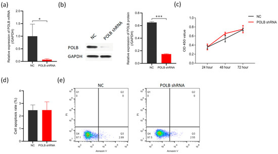 POLB Regulates Proliferation and Apoptosis of Bovine Primary Myocytes