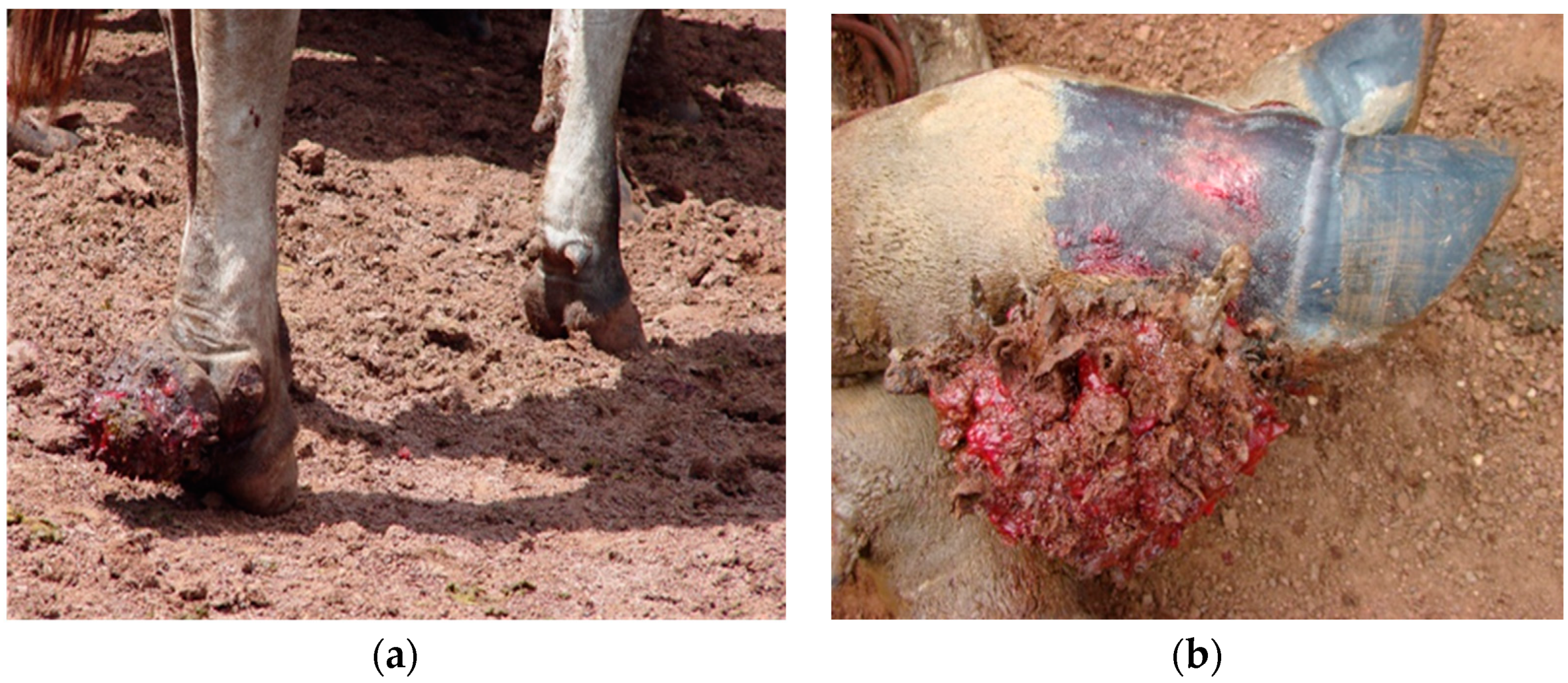 Animals 14 01329 g001 Animals 14 01329 g001