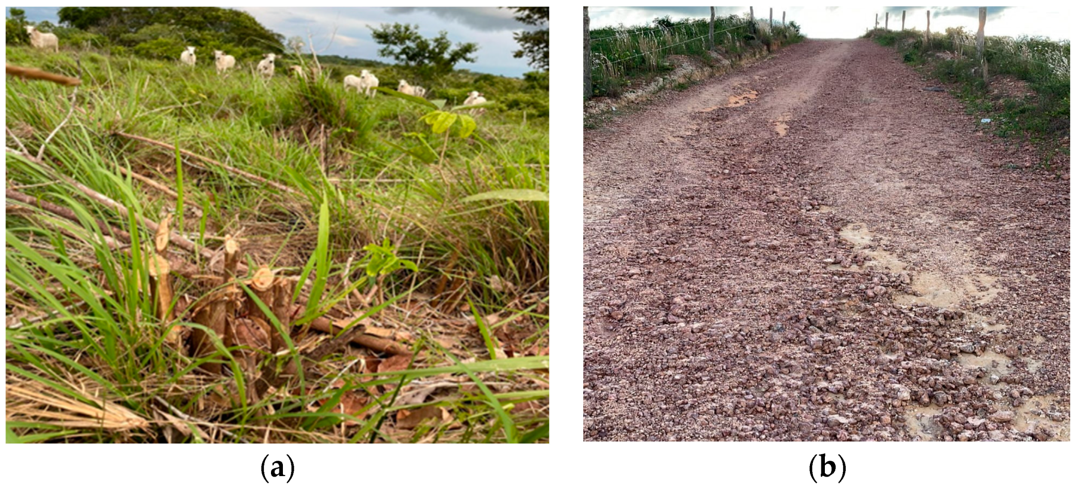 Animals 14 01329 g003 Animals 14 01329 g003