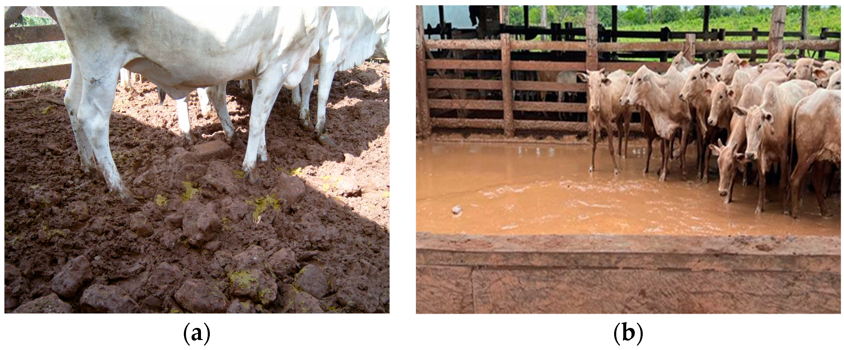 Animals 14 01329 g005 Animals 14 01329 g005