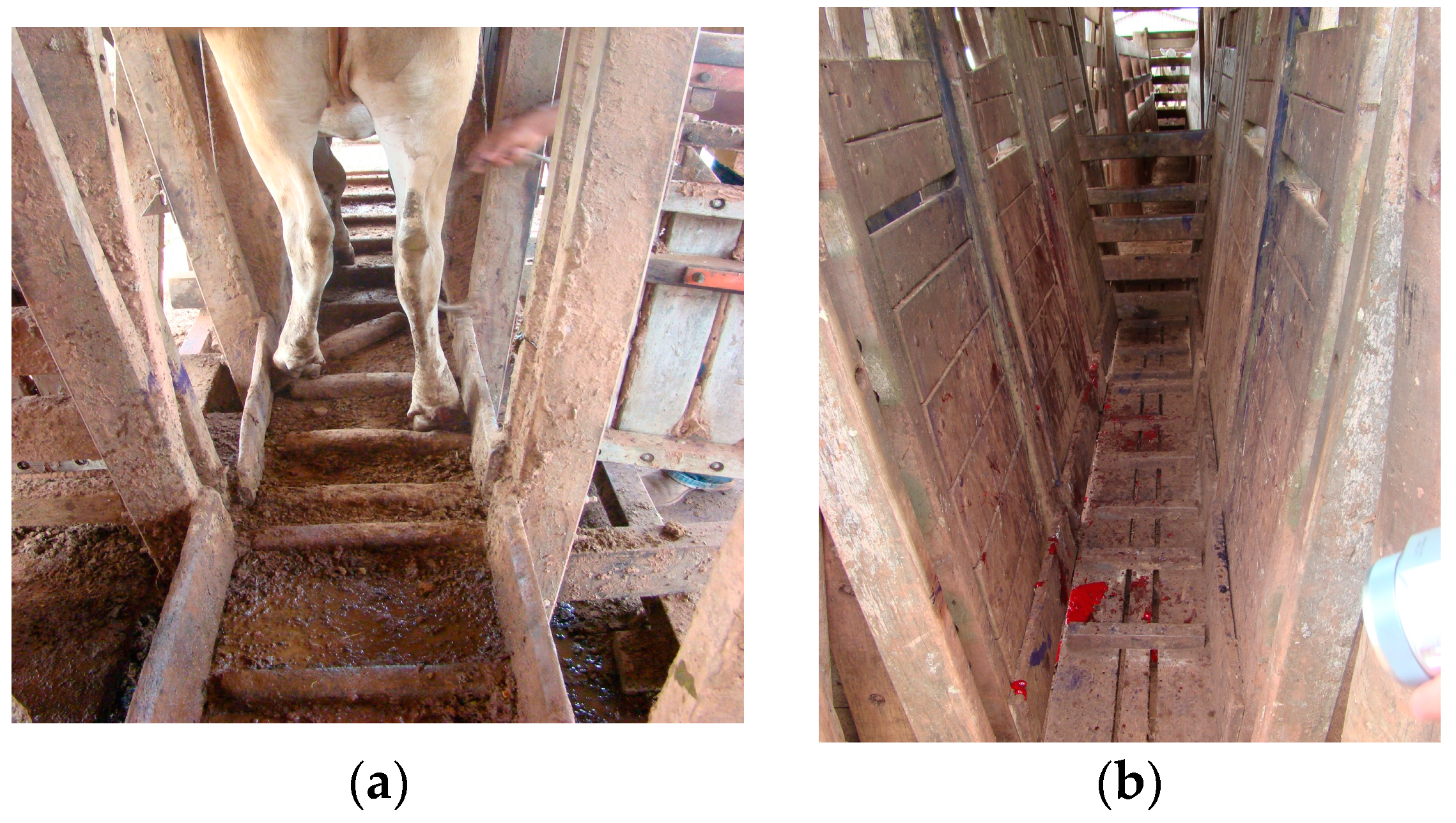 Animals 14 01329 g006 Animals 14 01329 g006