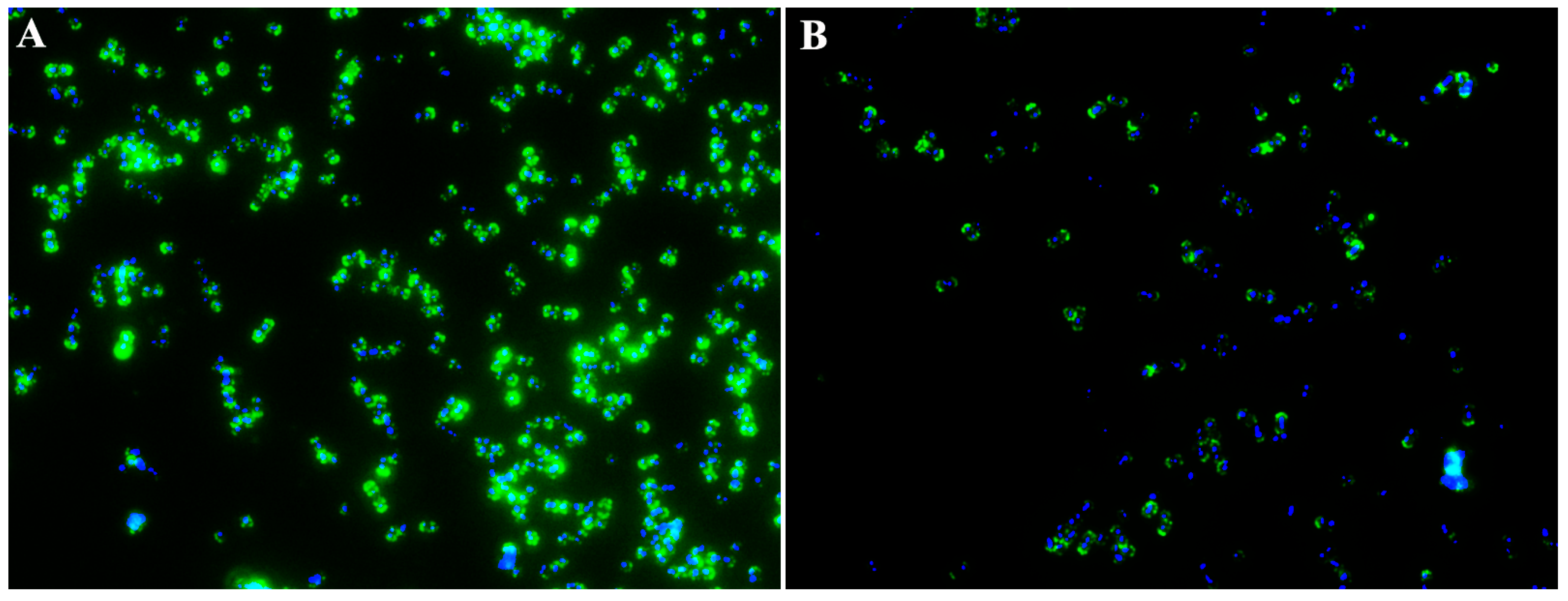 Animals 14 01337 g002