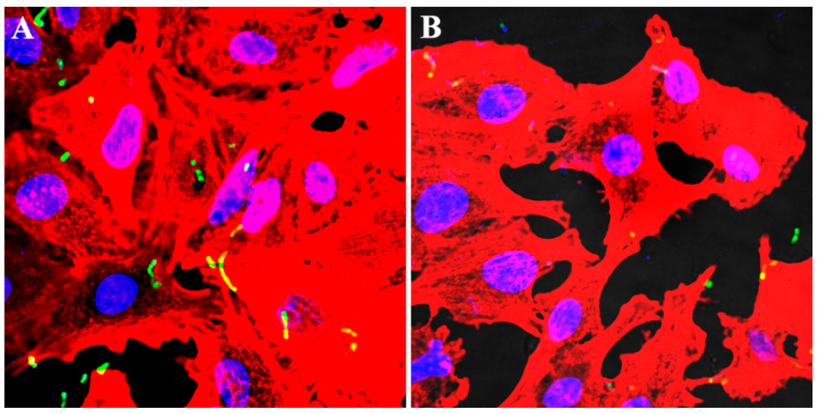 Animals 14 01337 g004