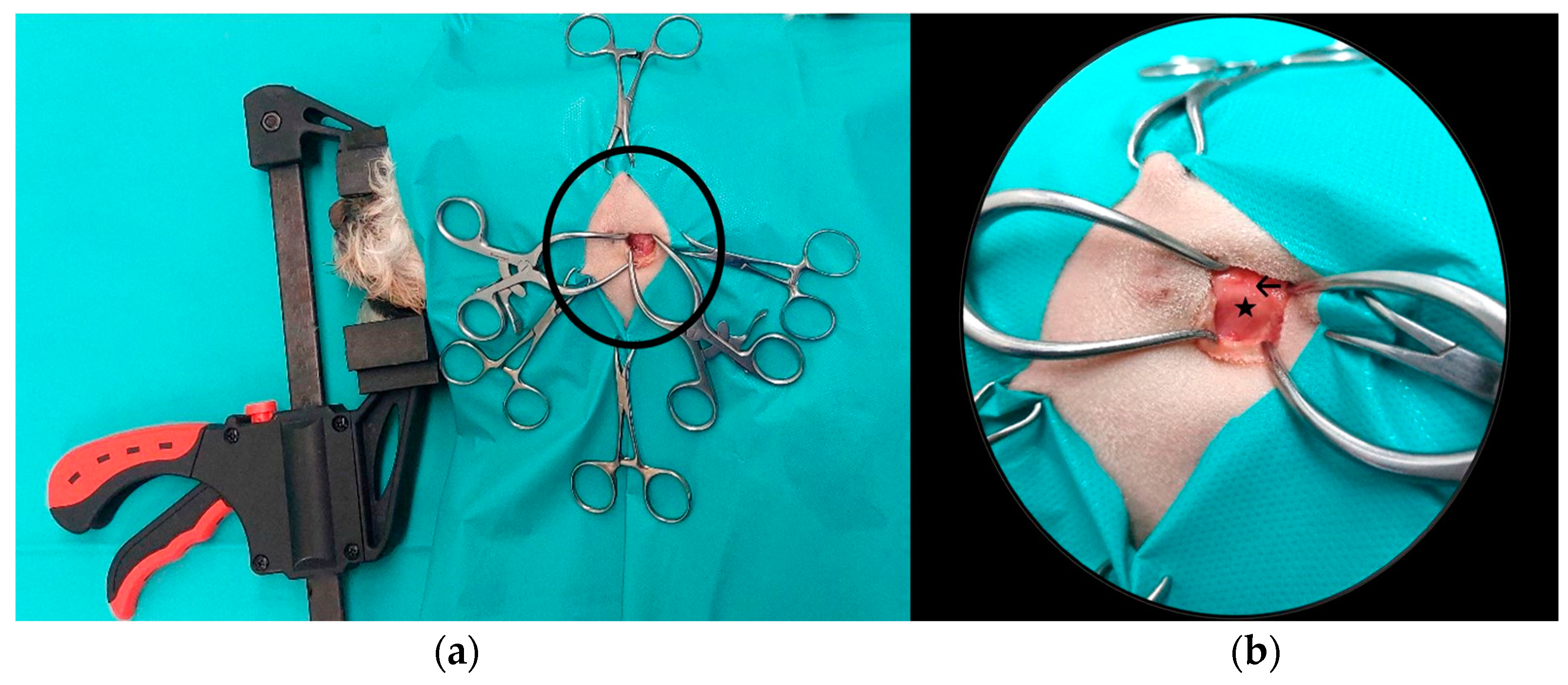 Animals 14 01338 g004