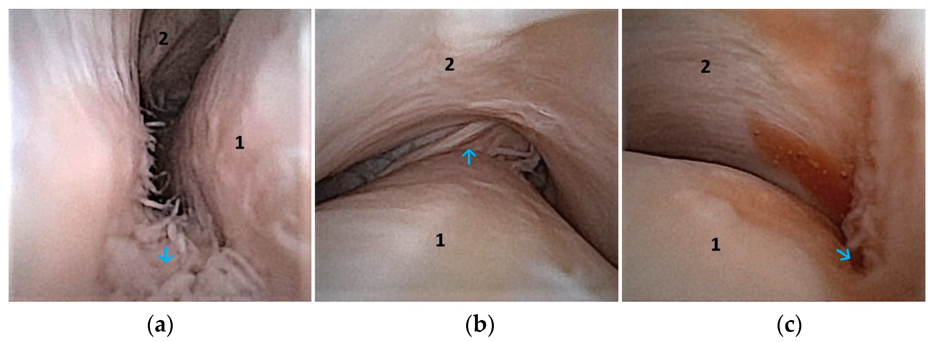 Animals 14 01338 g006