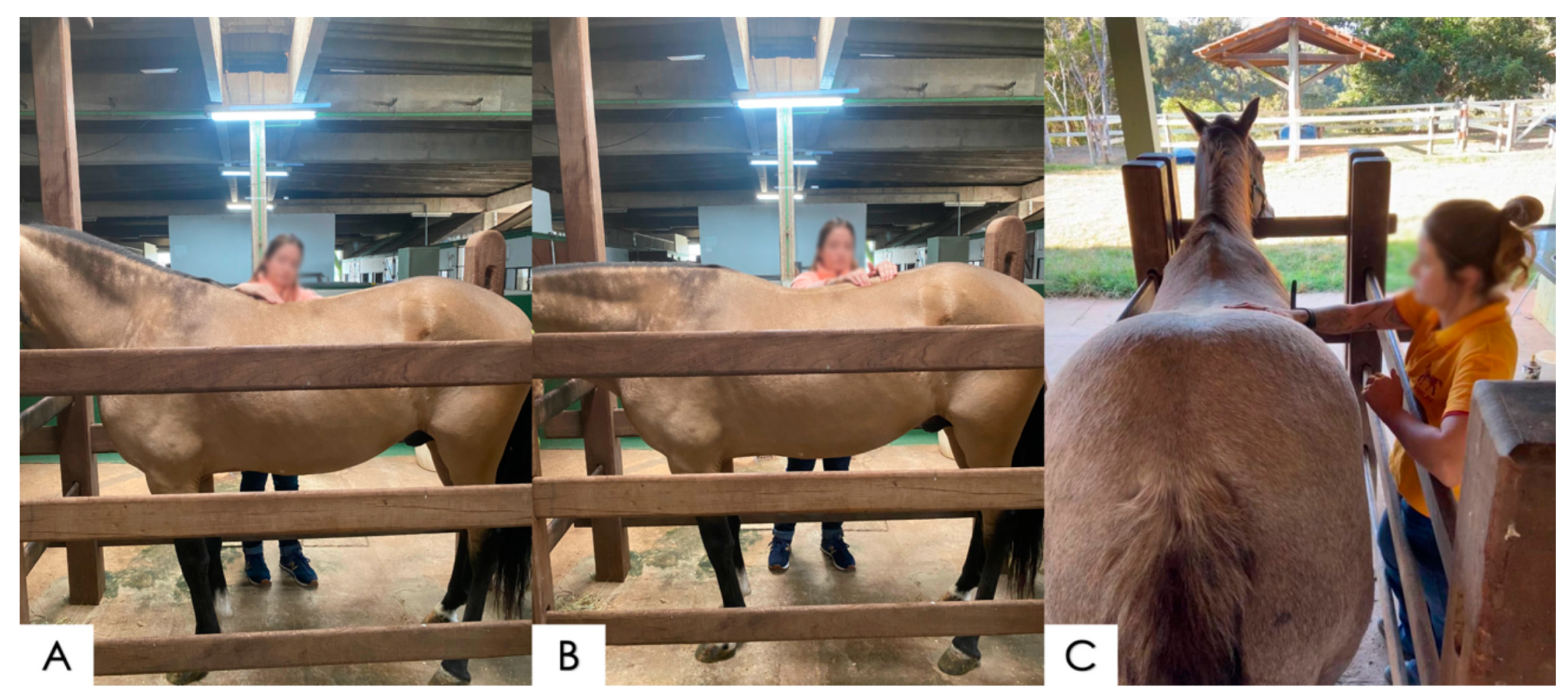 Animals 14 01364 g001