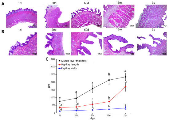 Yak Rumen Microbial Metagenomes and Host Transcriptomes Reveal the Dynamic ...