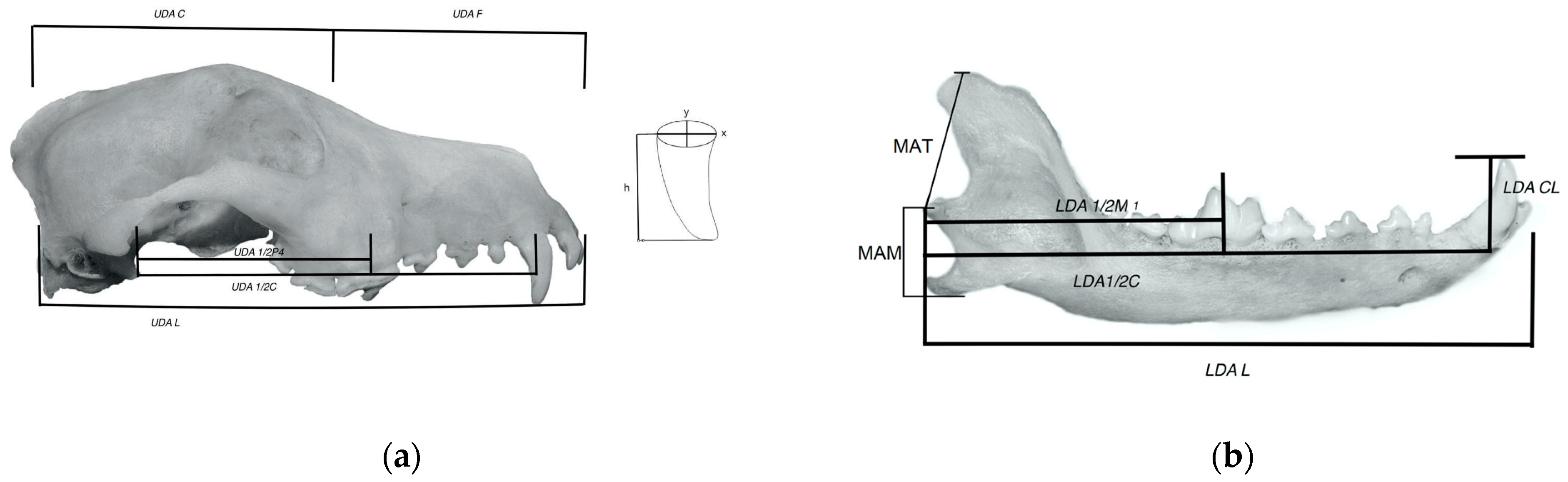 Animals 14 01367 g001