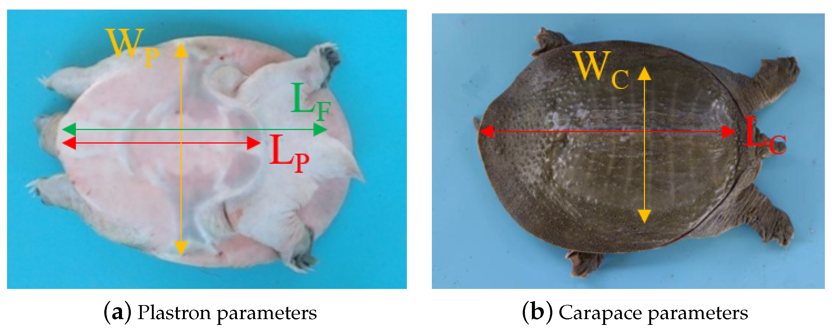 Animals 14 01368 g005 Animals 14 01368 g005