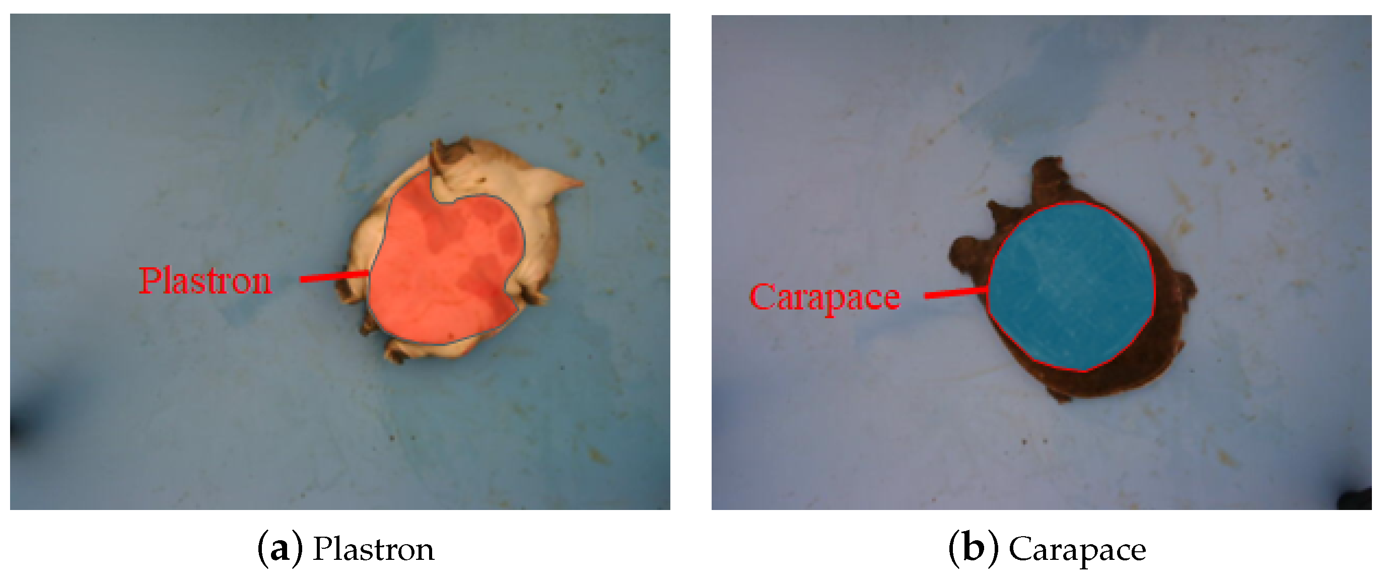 Animals 14 01368 g006 Animals 14 01368 g006