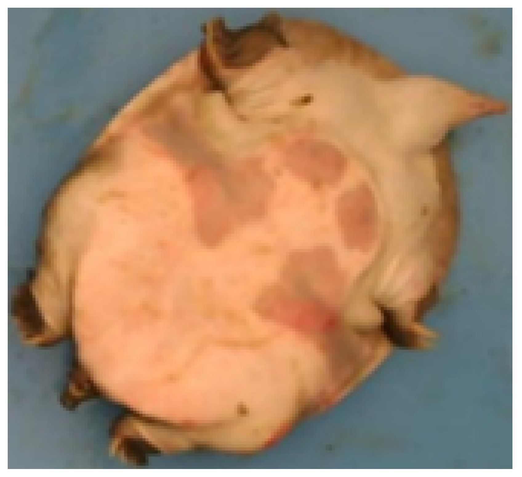 Animals 14 01368 g007 Animals 14 01368 g007