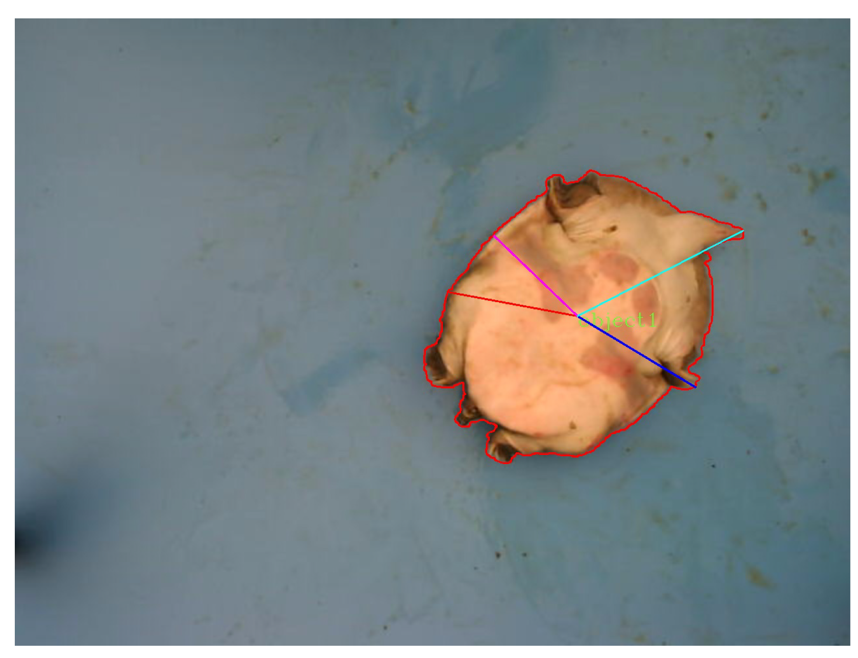 Animals 14 01368 g011 Animals 14 01368 g011