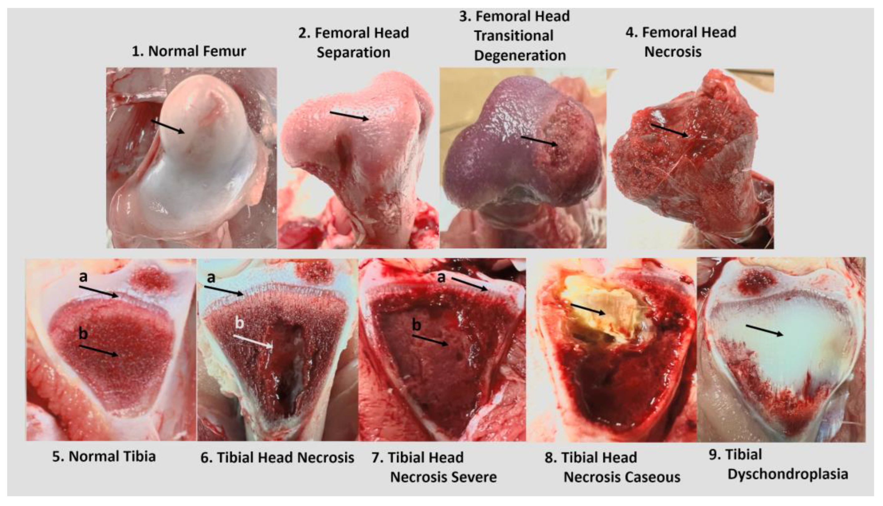 Animals 14 01369 g001